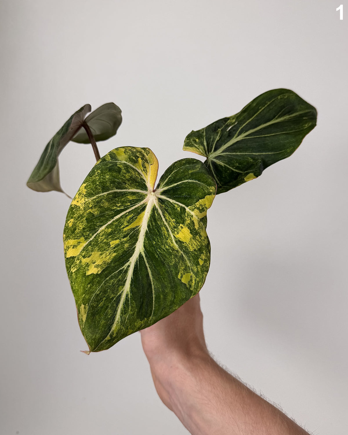 Philodendron Gloriosum Variegata WW