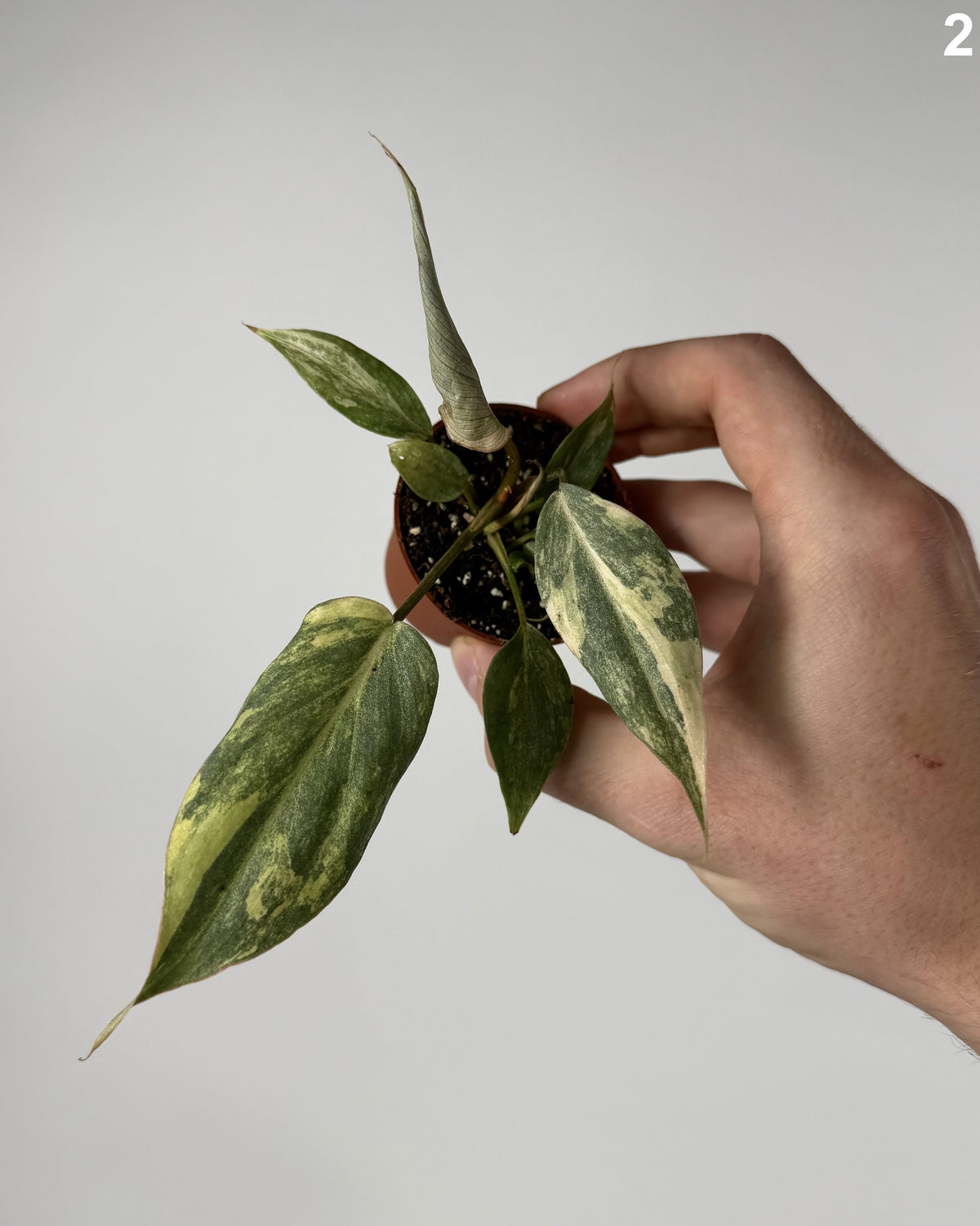 Philodendron Gloriosum Variegata WW