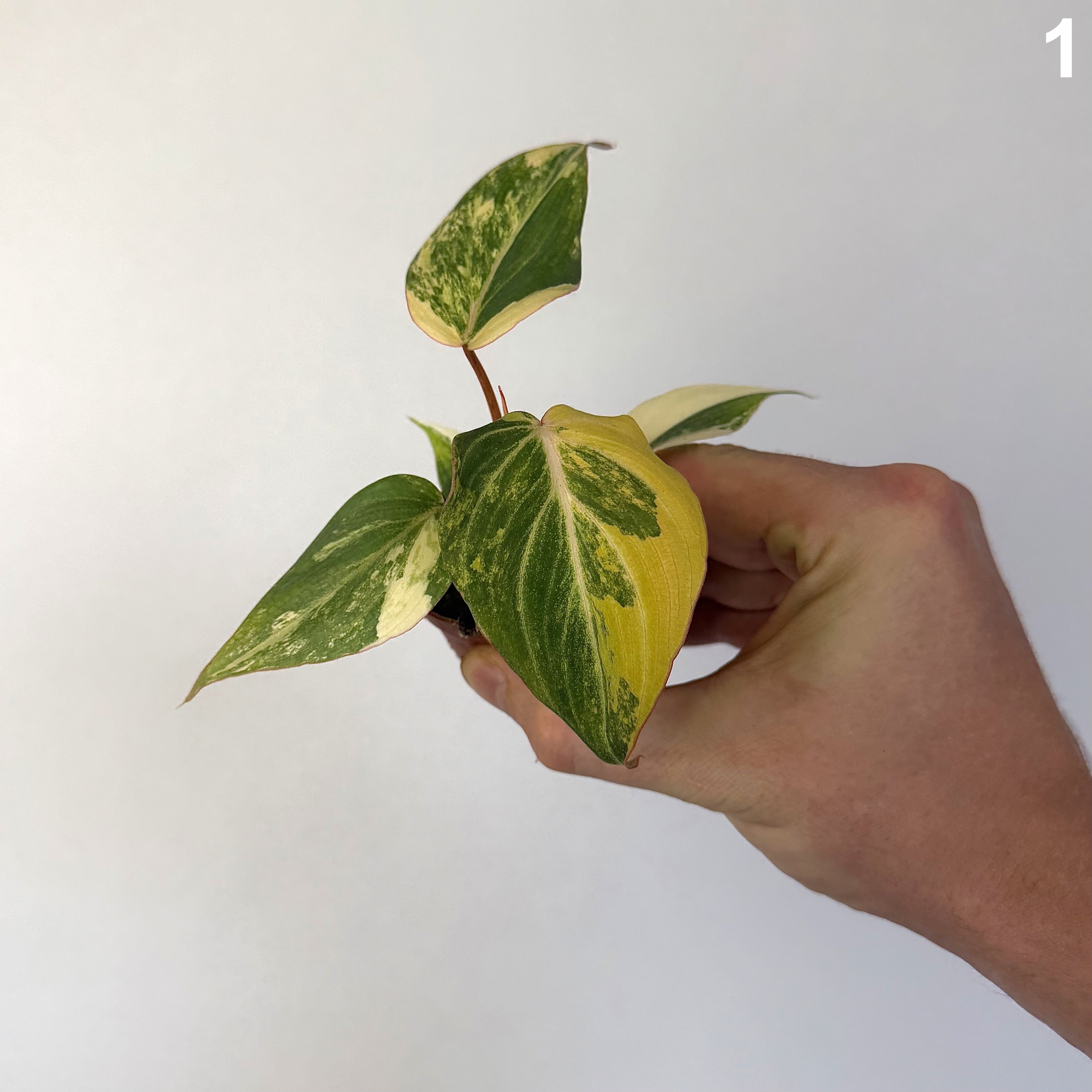 Philodendron Gloriosum Variegata WW