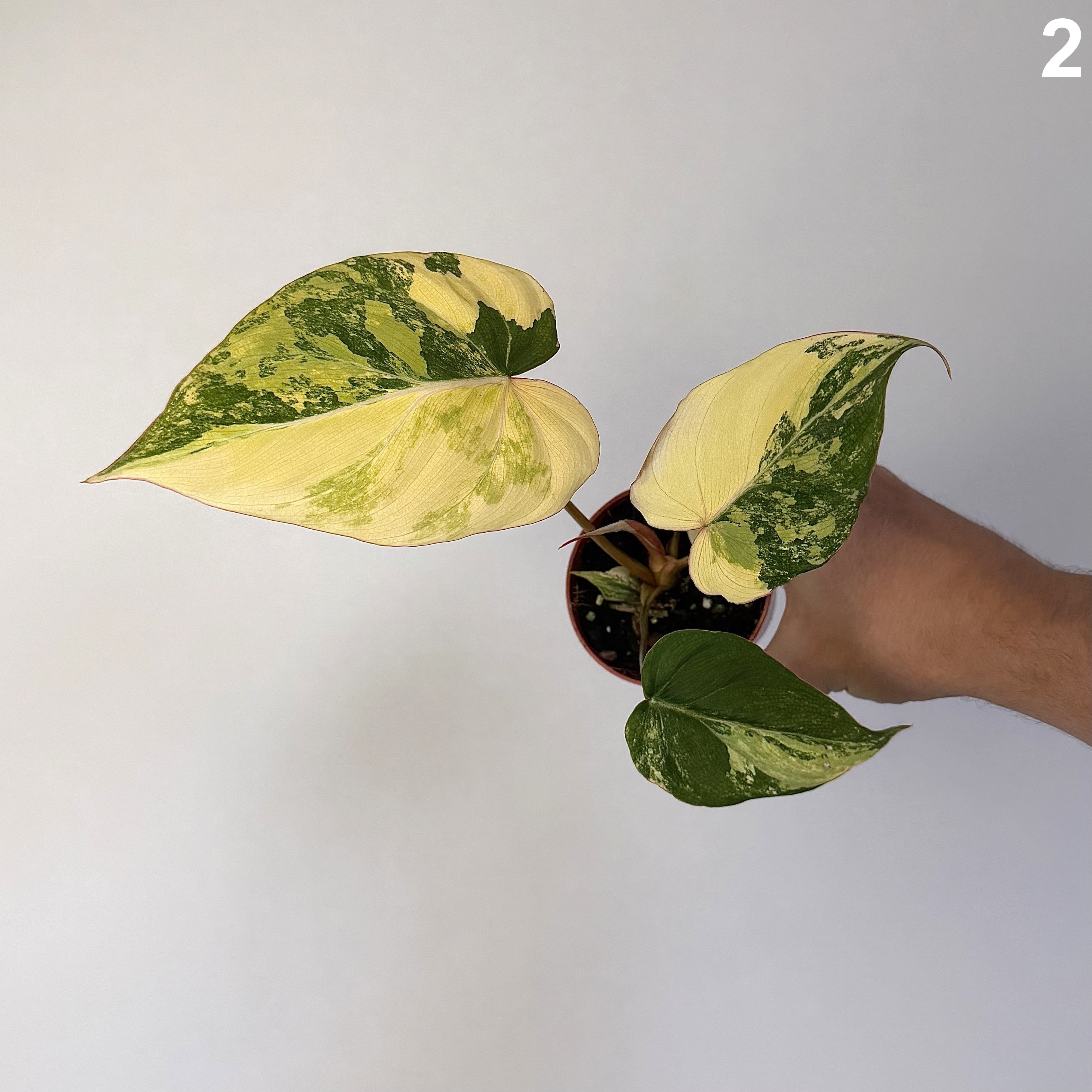 Philodendron Gloriosum Variegata WW