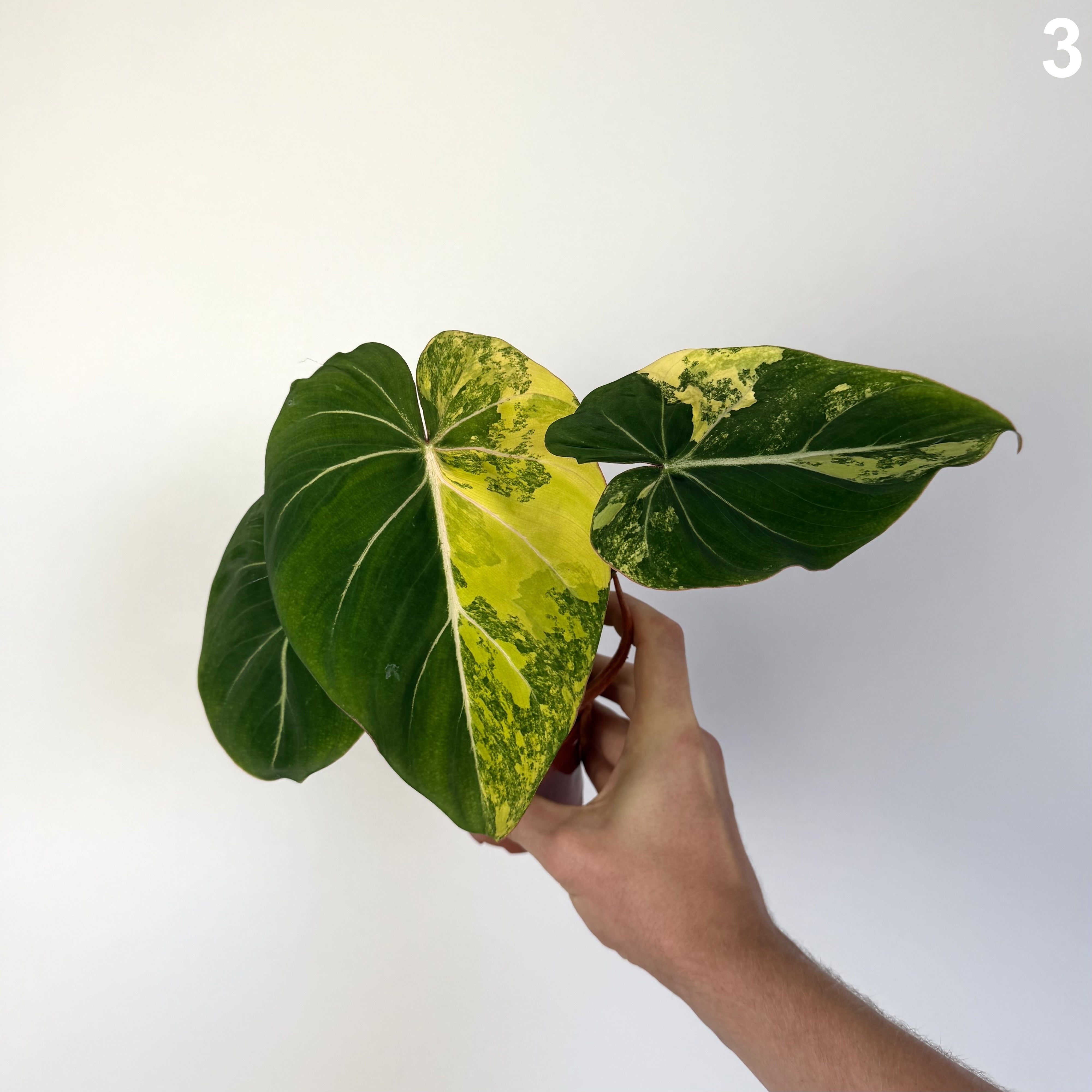 Philodendron Gloriosum Variegata WW