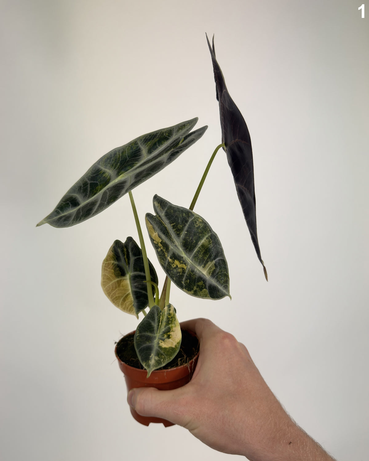 Alocasia Watsoniana Glossy Type Aurea WW