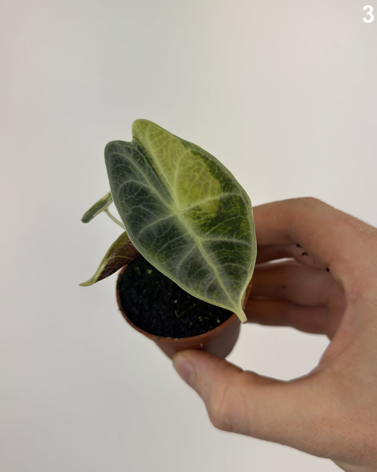 Alocasia Watsoniana Glossy Type Aurea WW