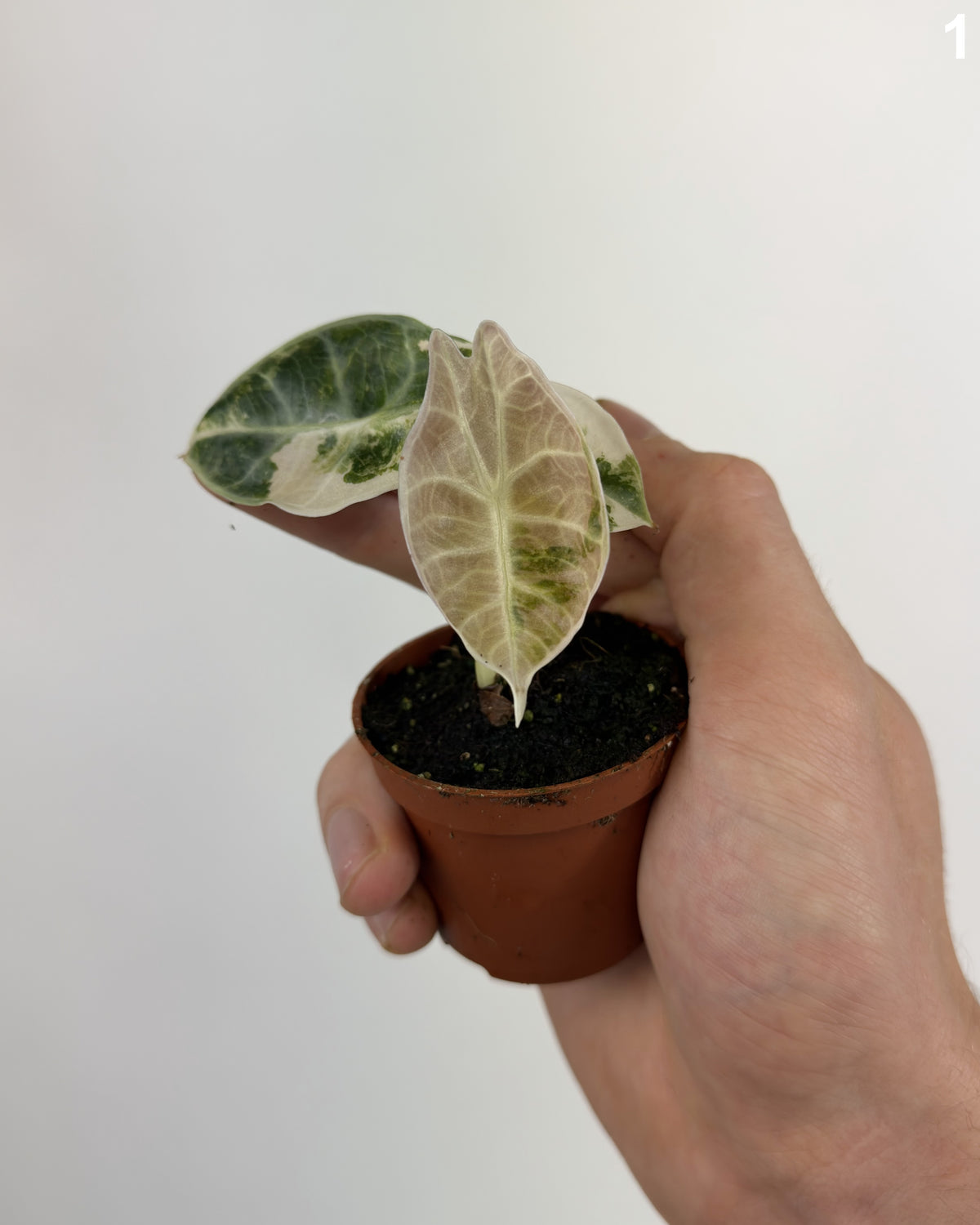 Alocasia Watsoniana Glossy Type Pink WW