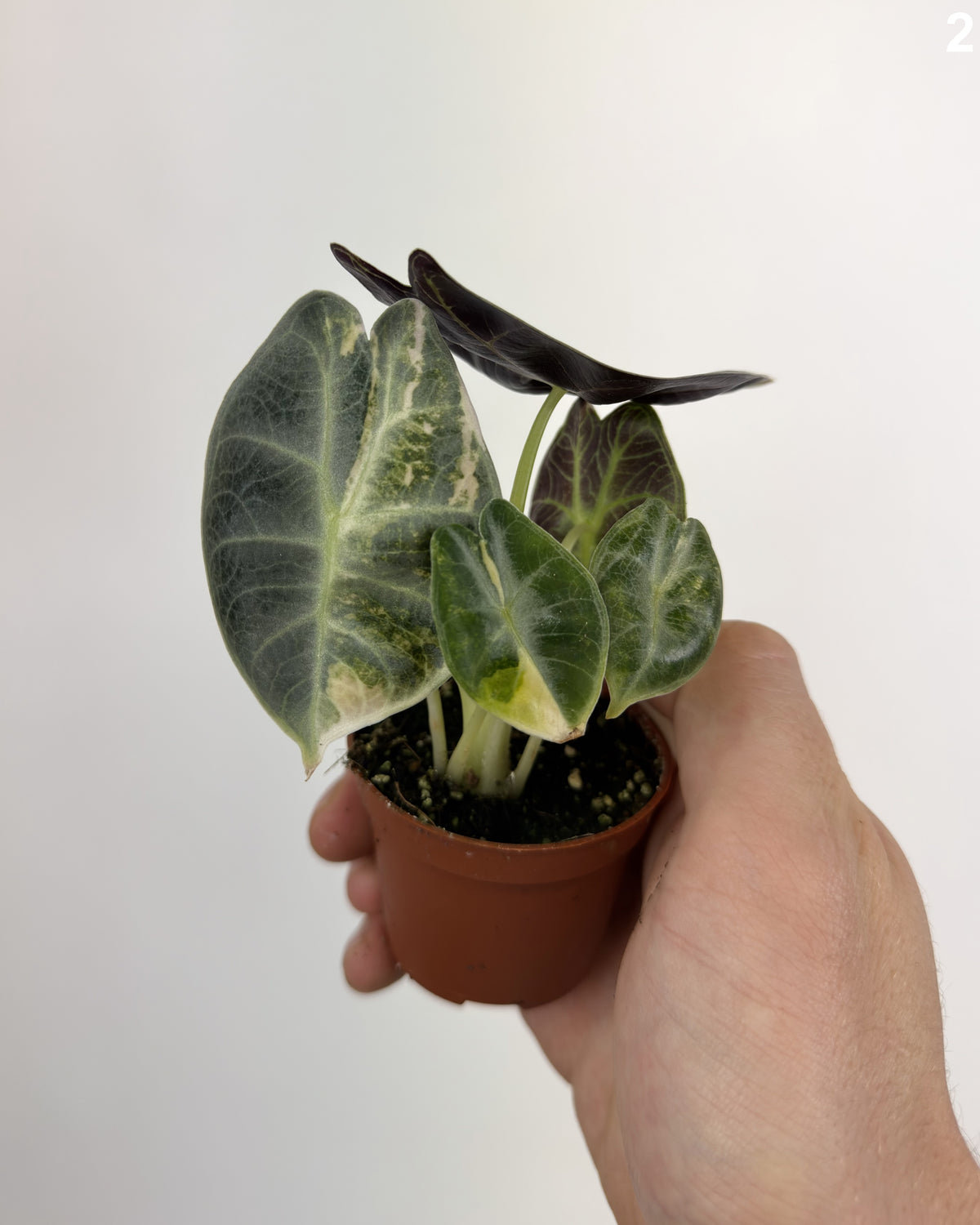 Alocasia Watsoniana Glossy Type Pink WW