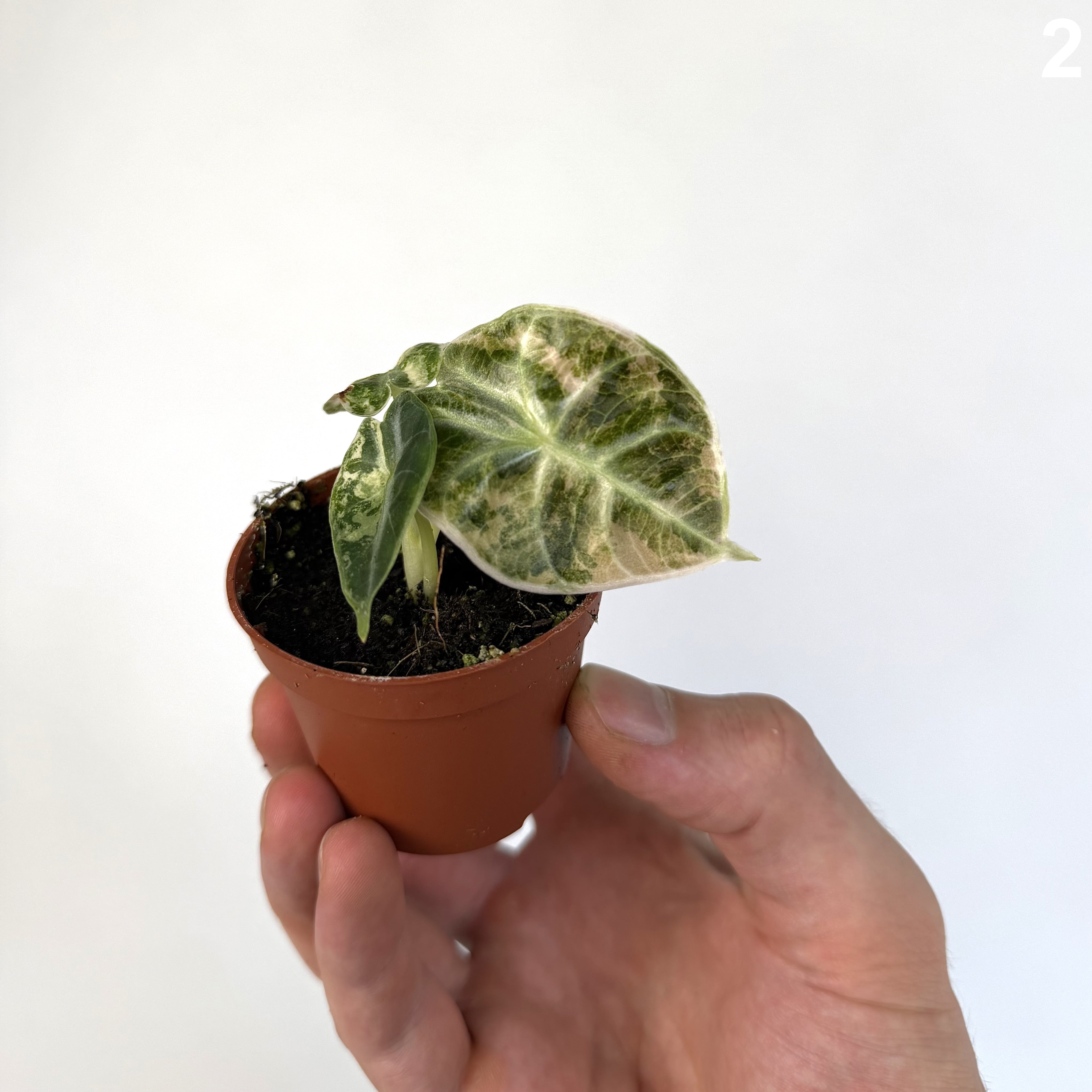 Alocasia Watsoniana Glossy Type Variegata WW