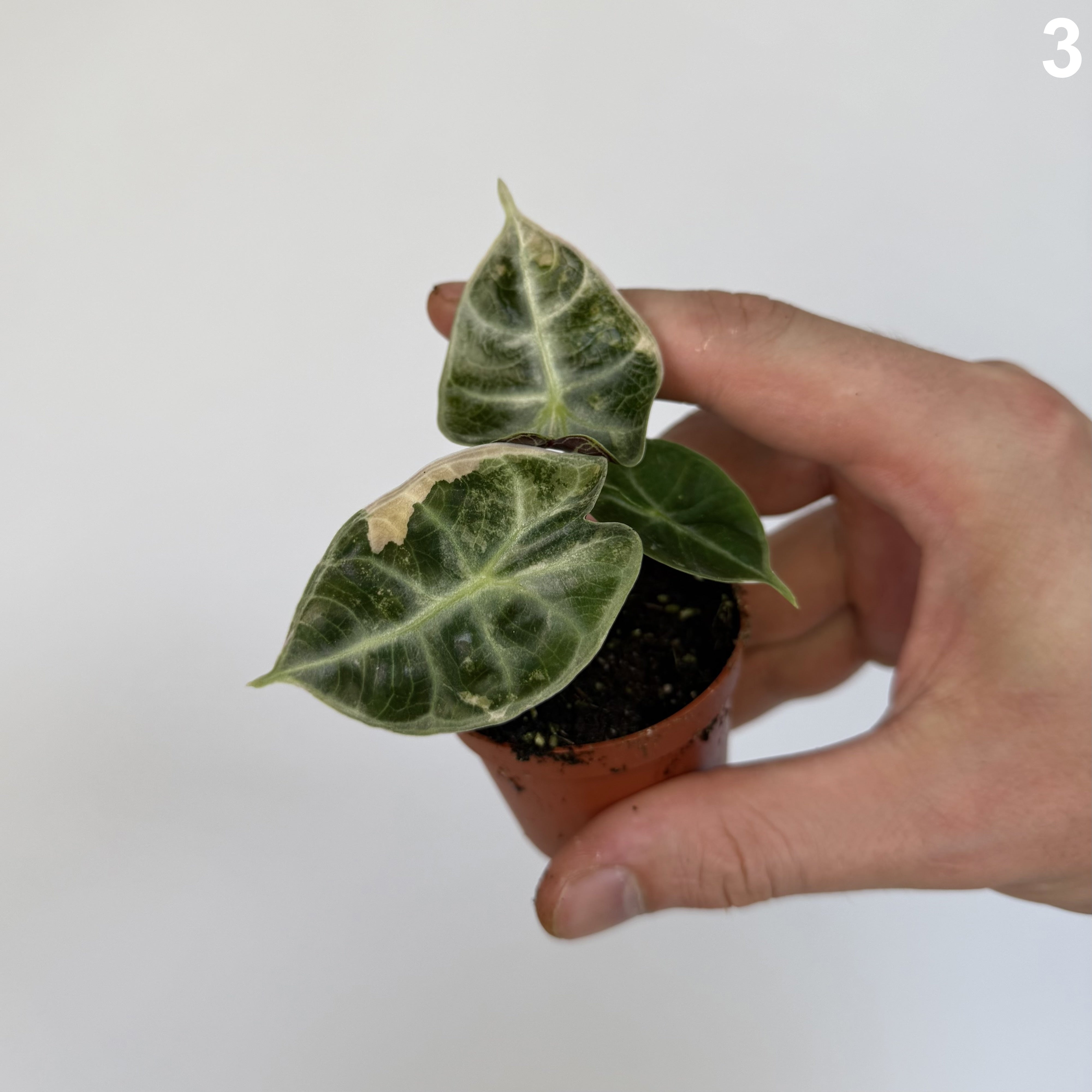 Alocasia Watsoniana Glossy Type Variegata WW
