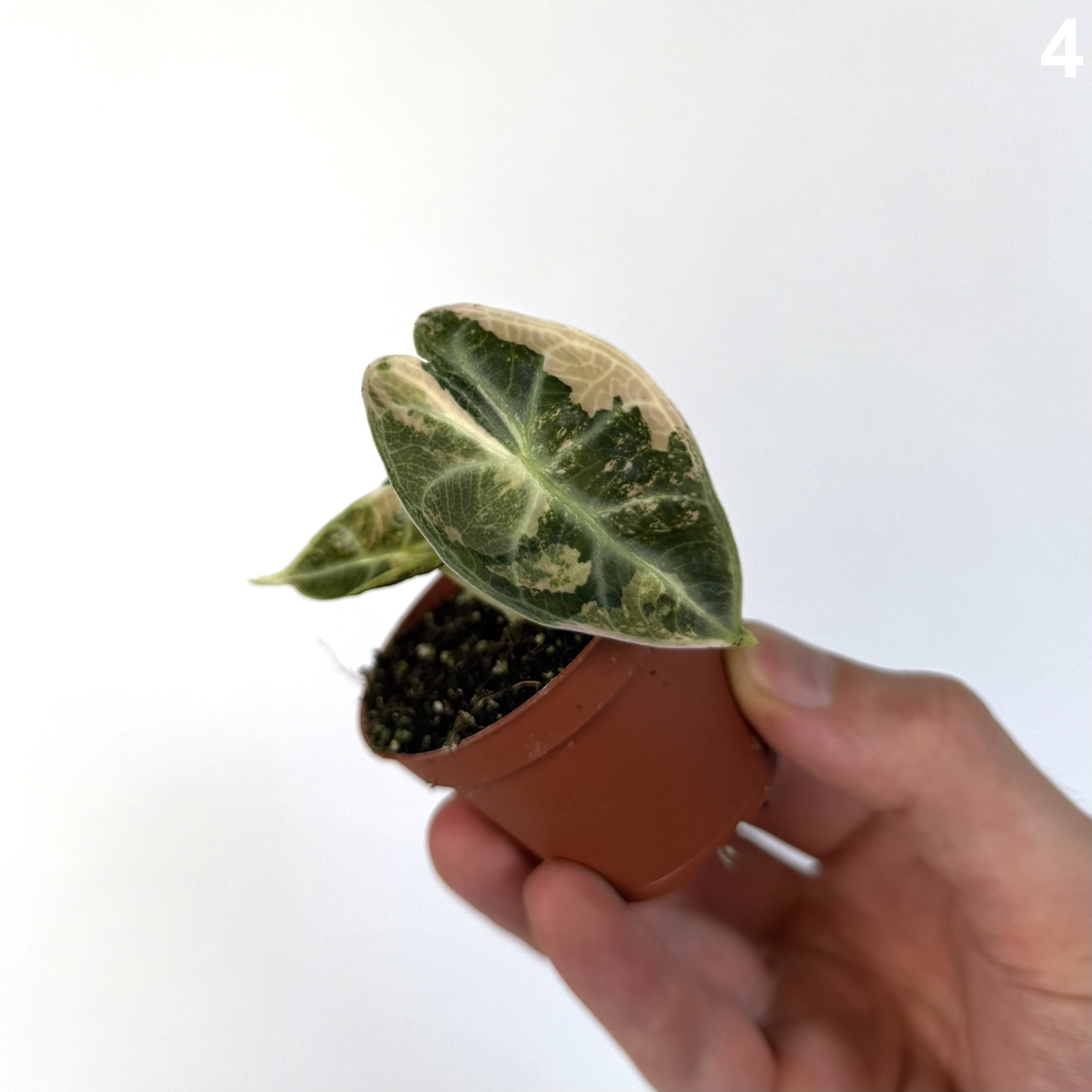 Alocasia Watsoniana Glossy Type Variegata WW