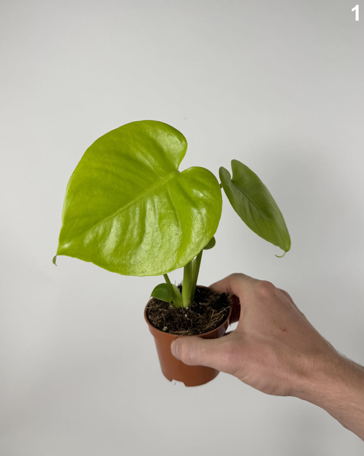 Monstera Deliciosa Golden
