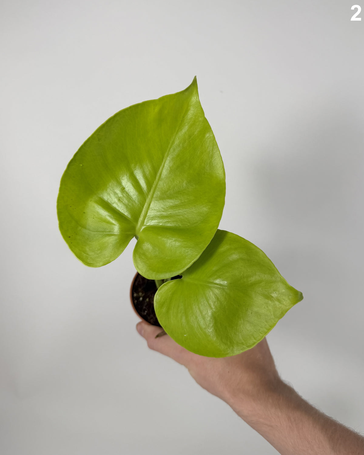 Monstera Deliciosa Golden