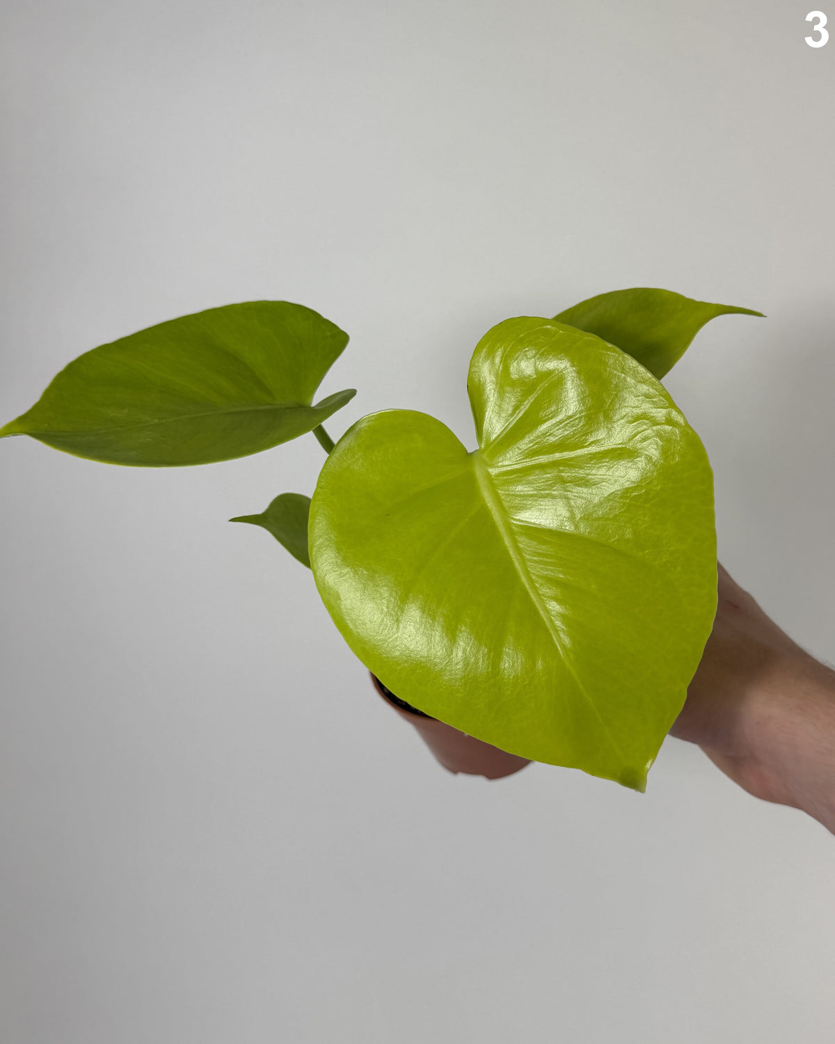 Monstera Deliciosa Golden