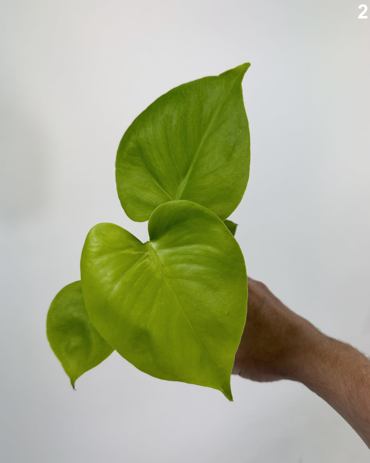 Monstera Deliciosa Golden WW
