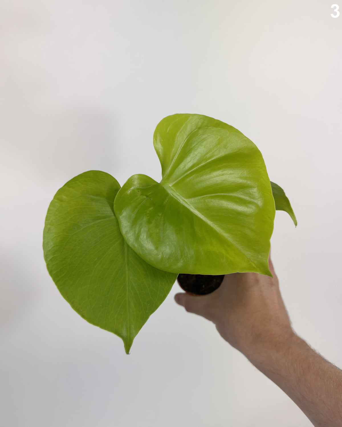 Monstera Deliciosa Golden WW