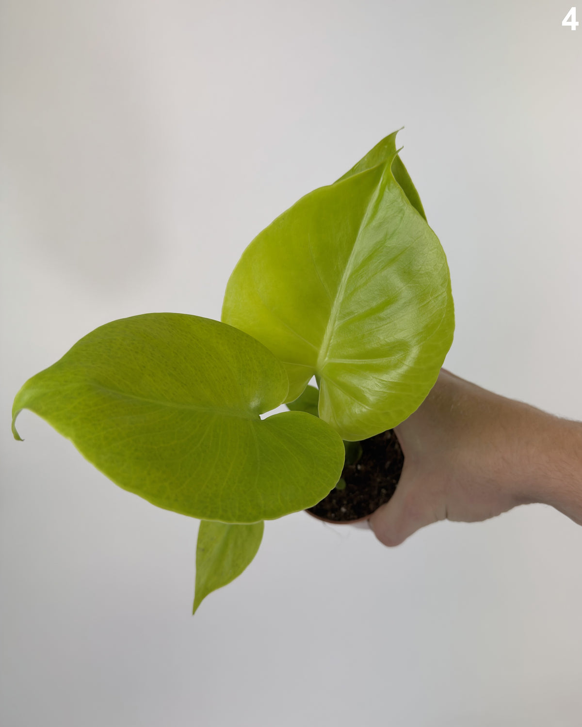 Monstera Deliciosa Golden WW