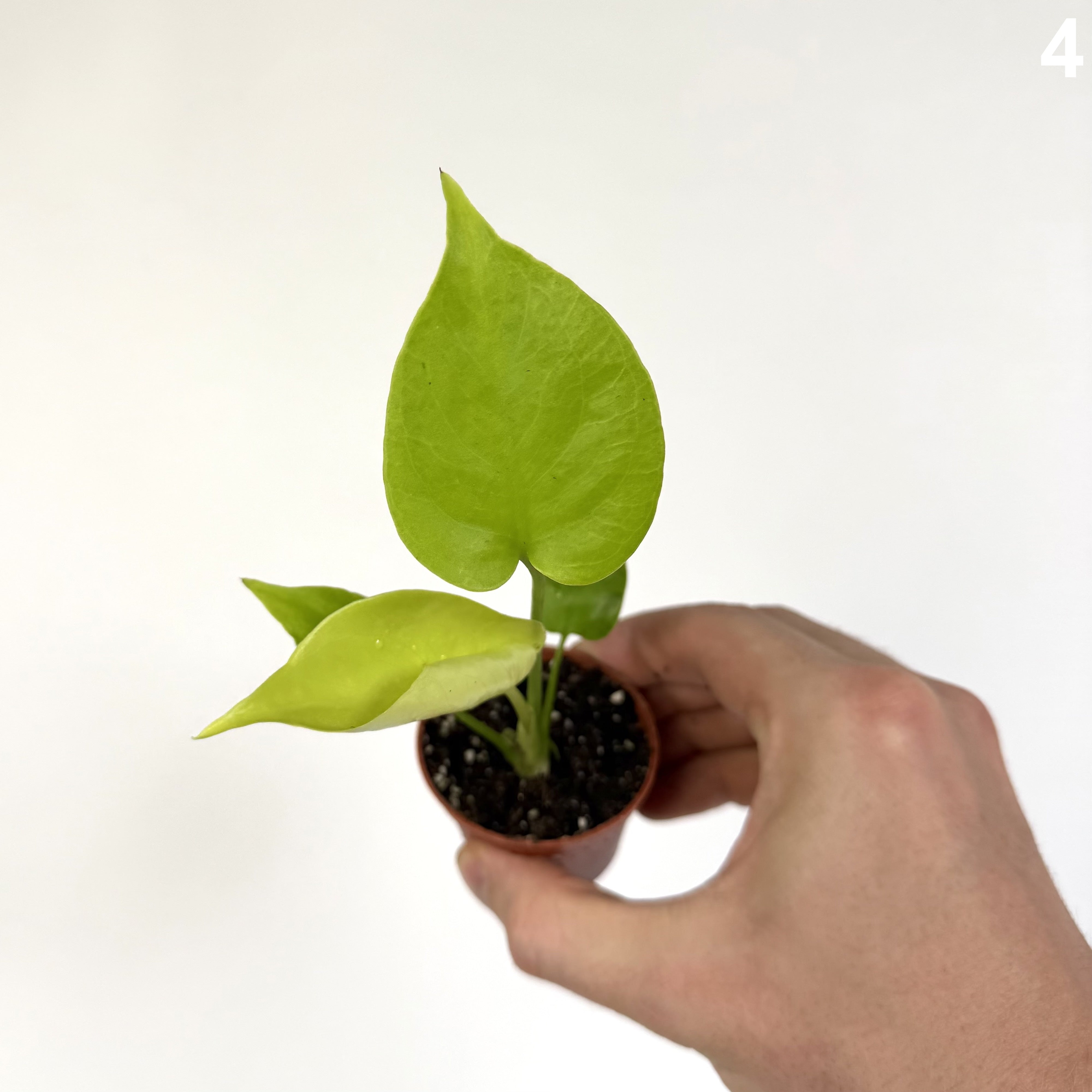 Monstera Deliciosa Golden WW