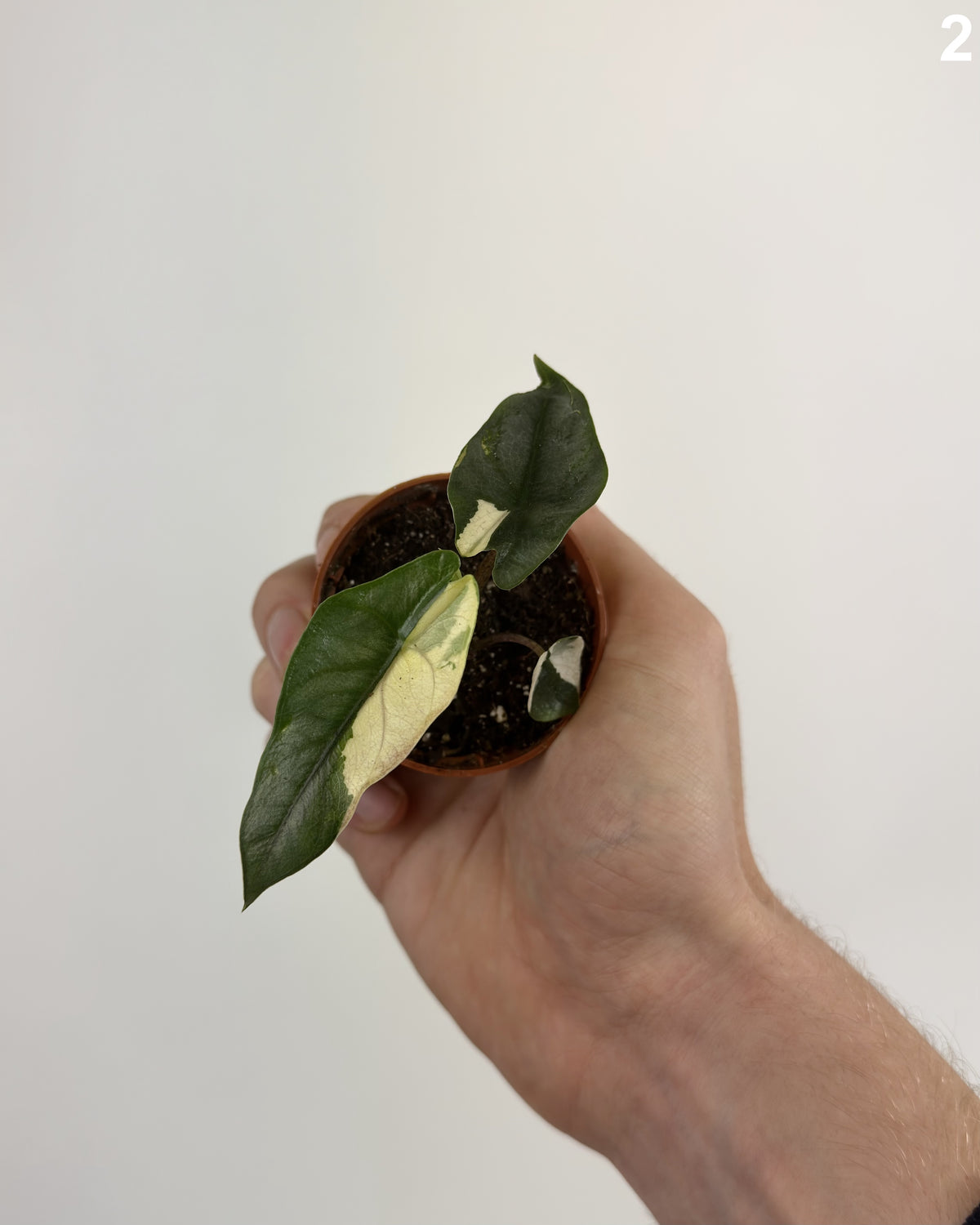 Alocasia Heterophylla Albo Variegata WW
