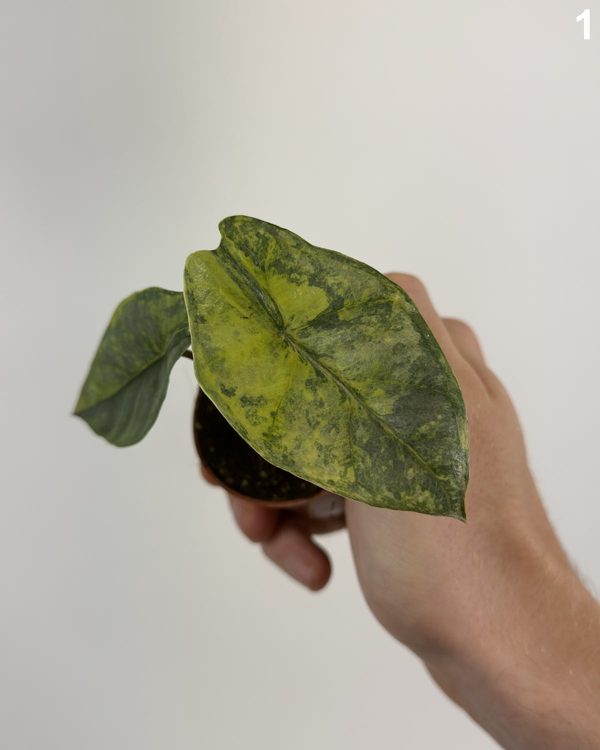 Alocasia Heterophylla Aurea Variegata WW
