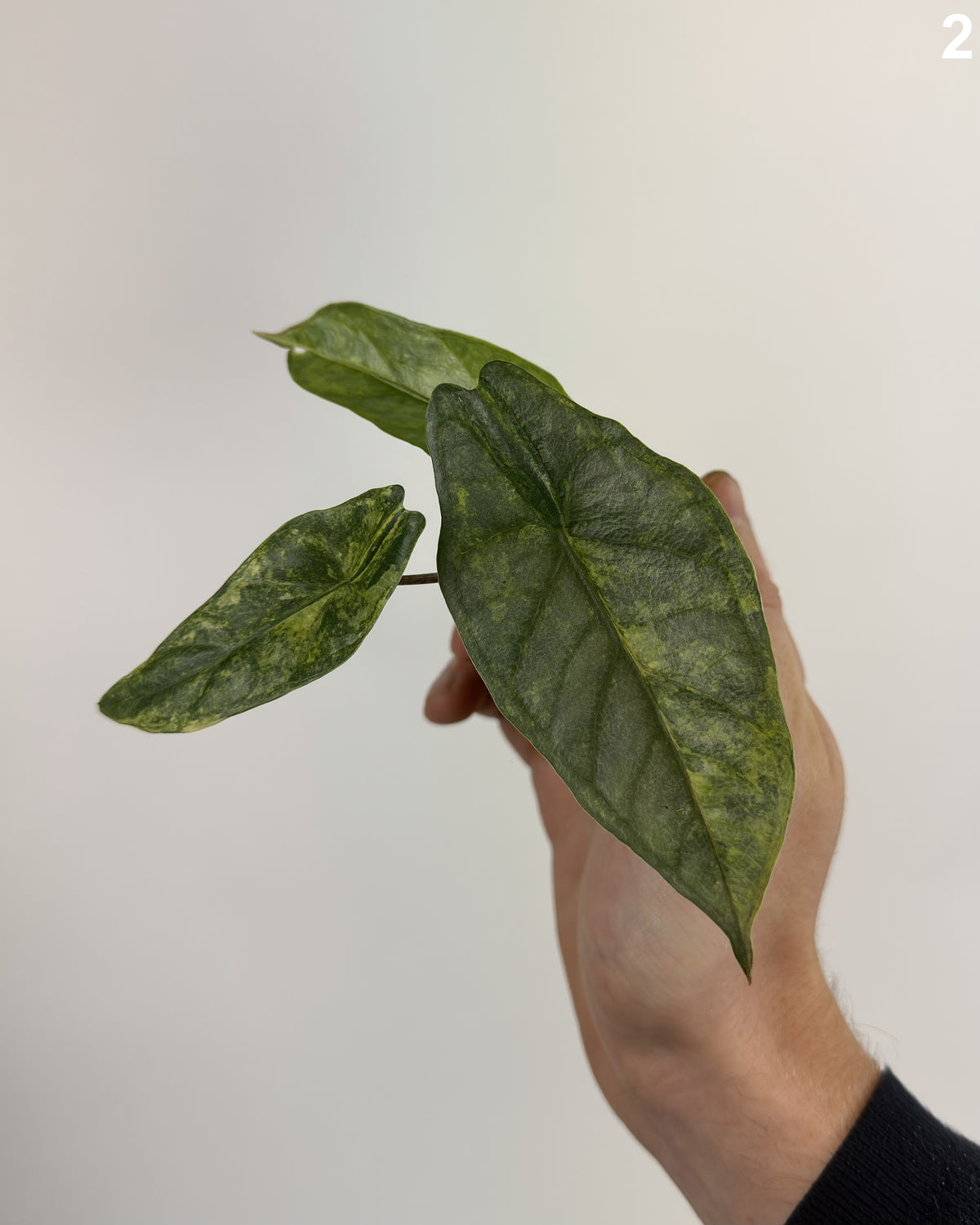Alocasia Heterophylla Aurea Variegata WW