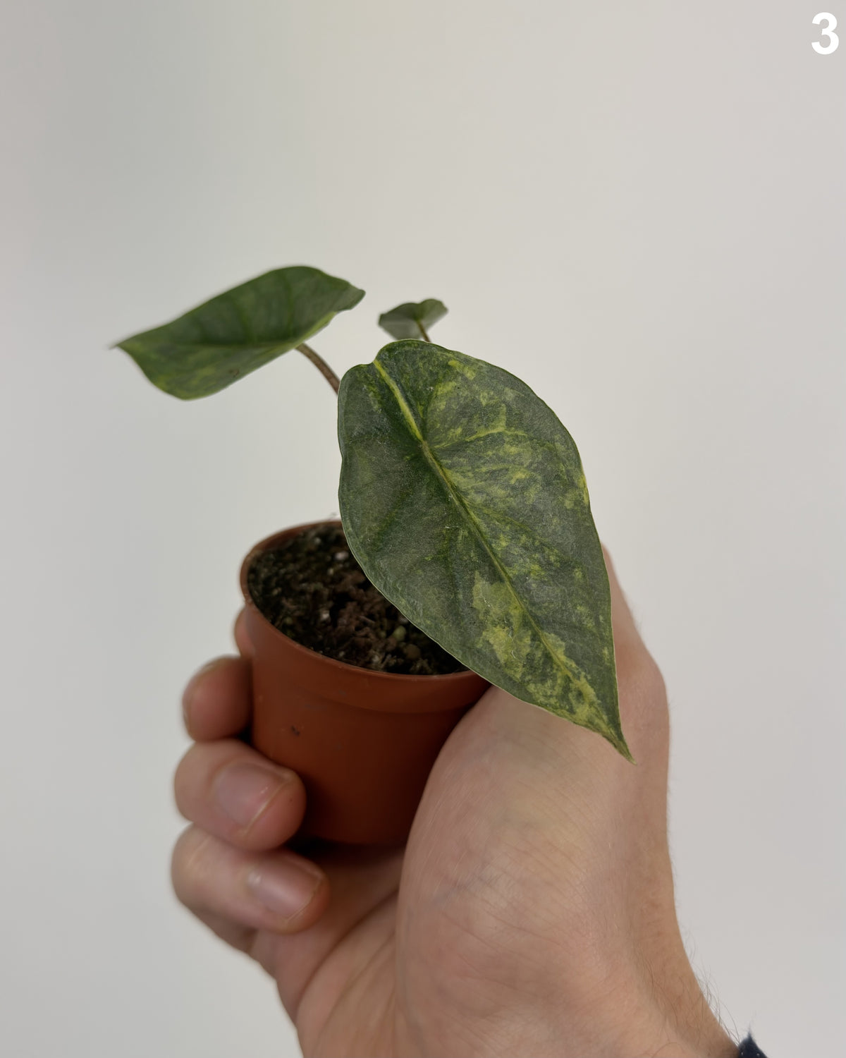 Alocasia Heterophylla Aurea Variegata WW