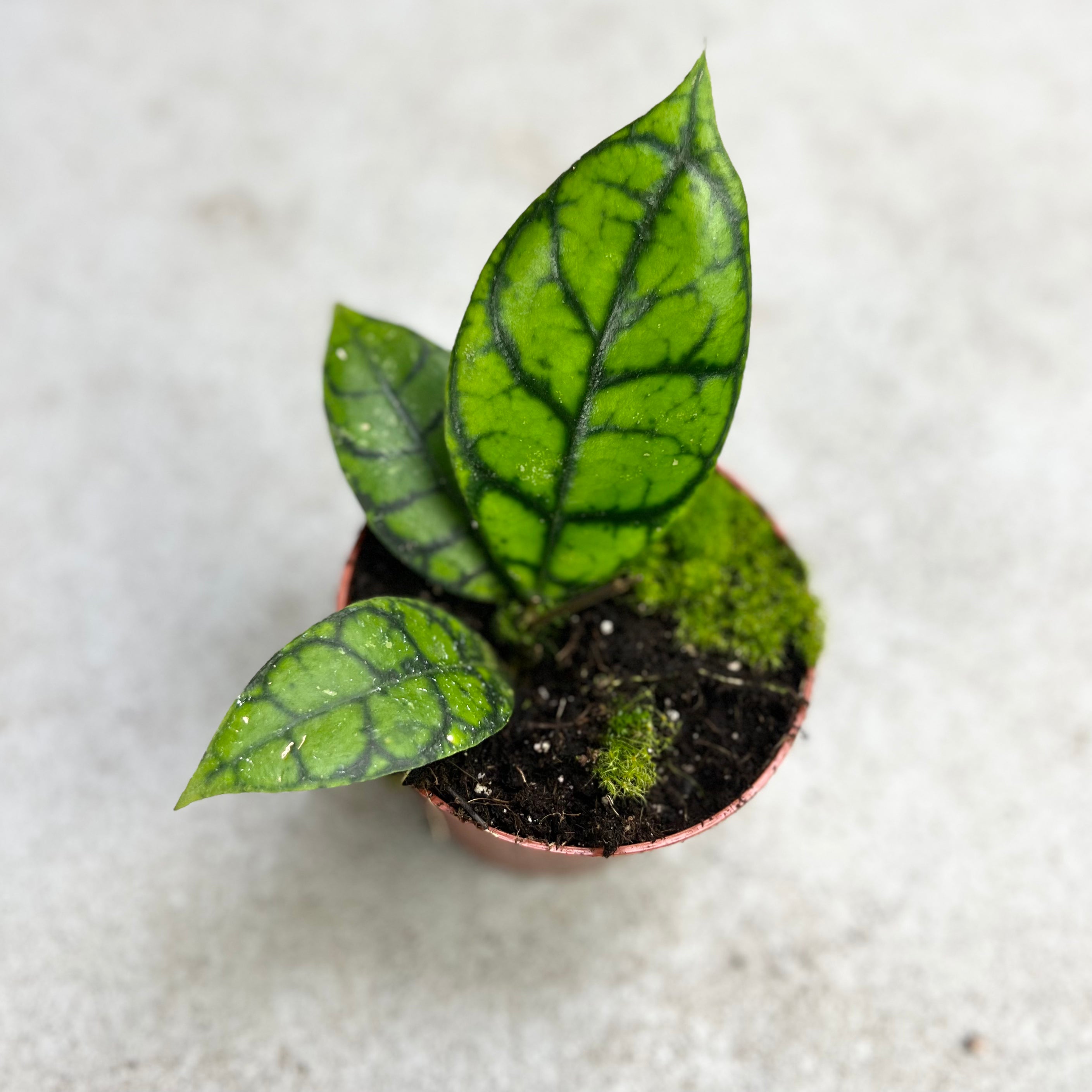 Hoya Callistophylla Black Cat - Downtown Plant Club