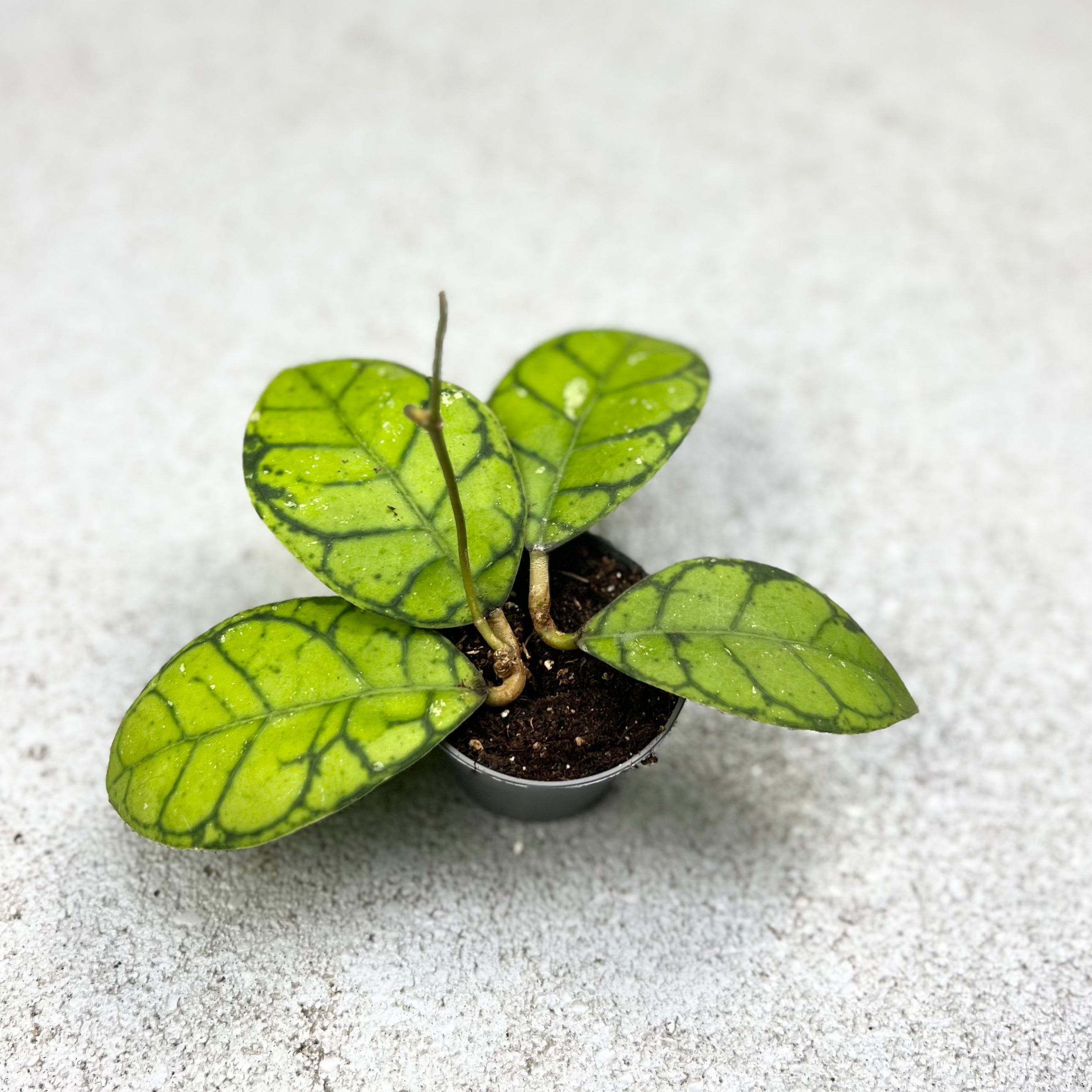 Hoya Callistophylla - Downtown Plant Club
