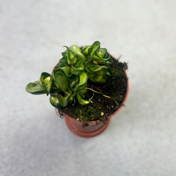 mauna loa succulent Hoya Compacta Mauna Loa