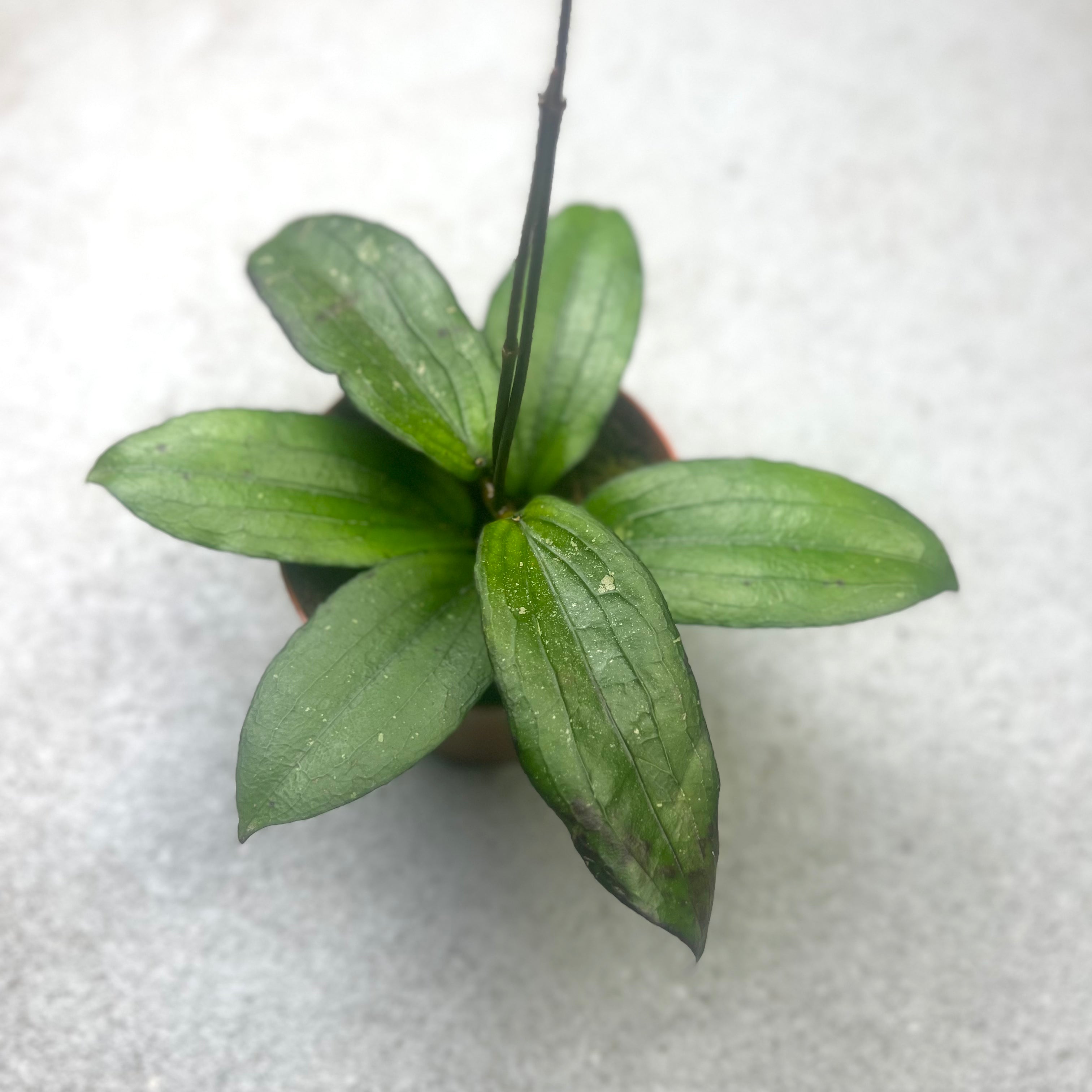 Hoya Erythrina - Downtown Plant Club