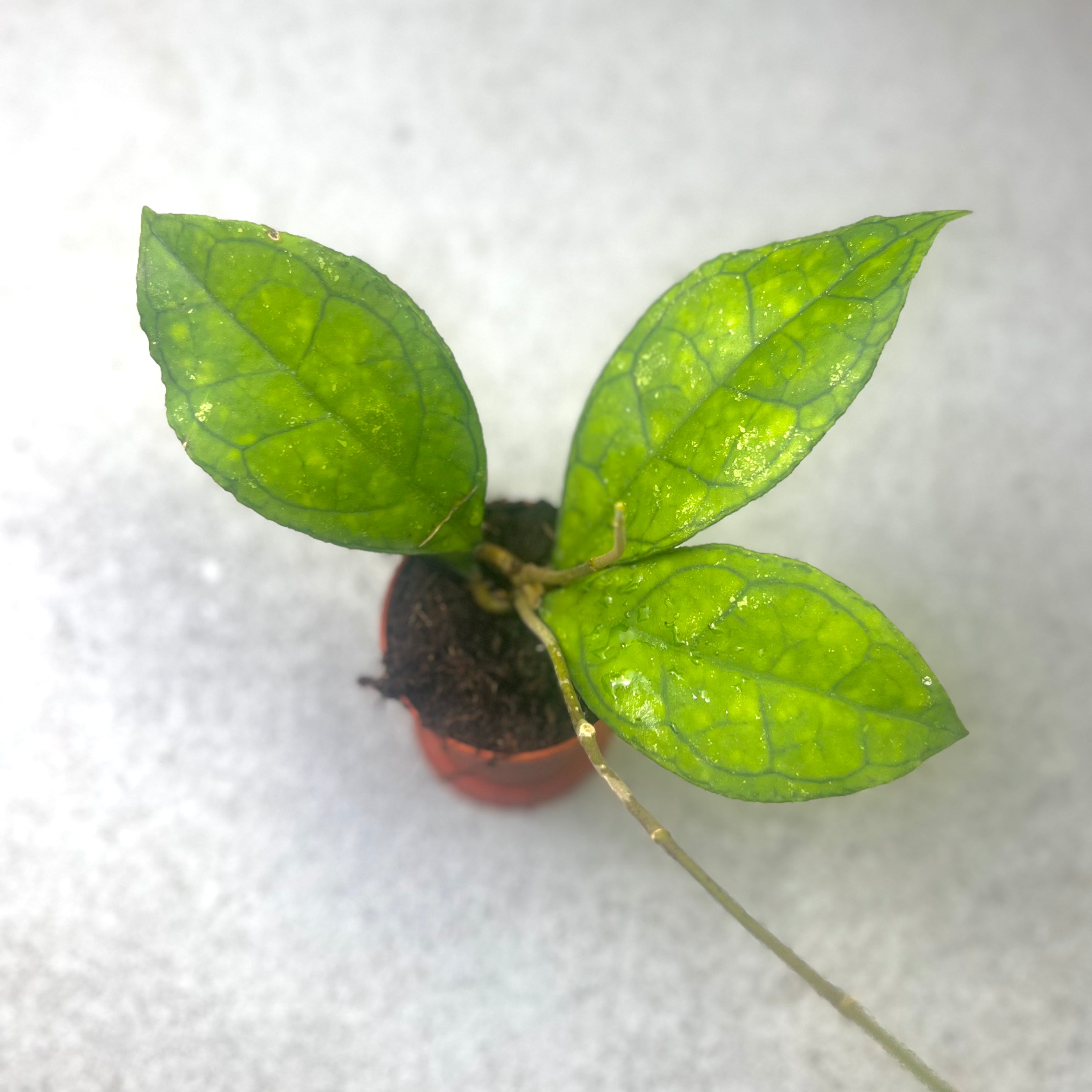 Hoya Finlaysonii Sarawak - Downtown Plant Club