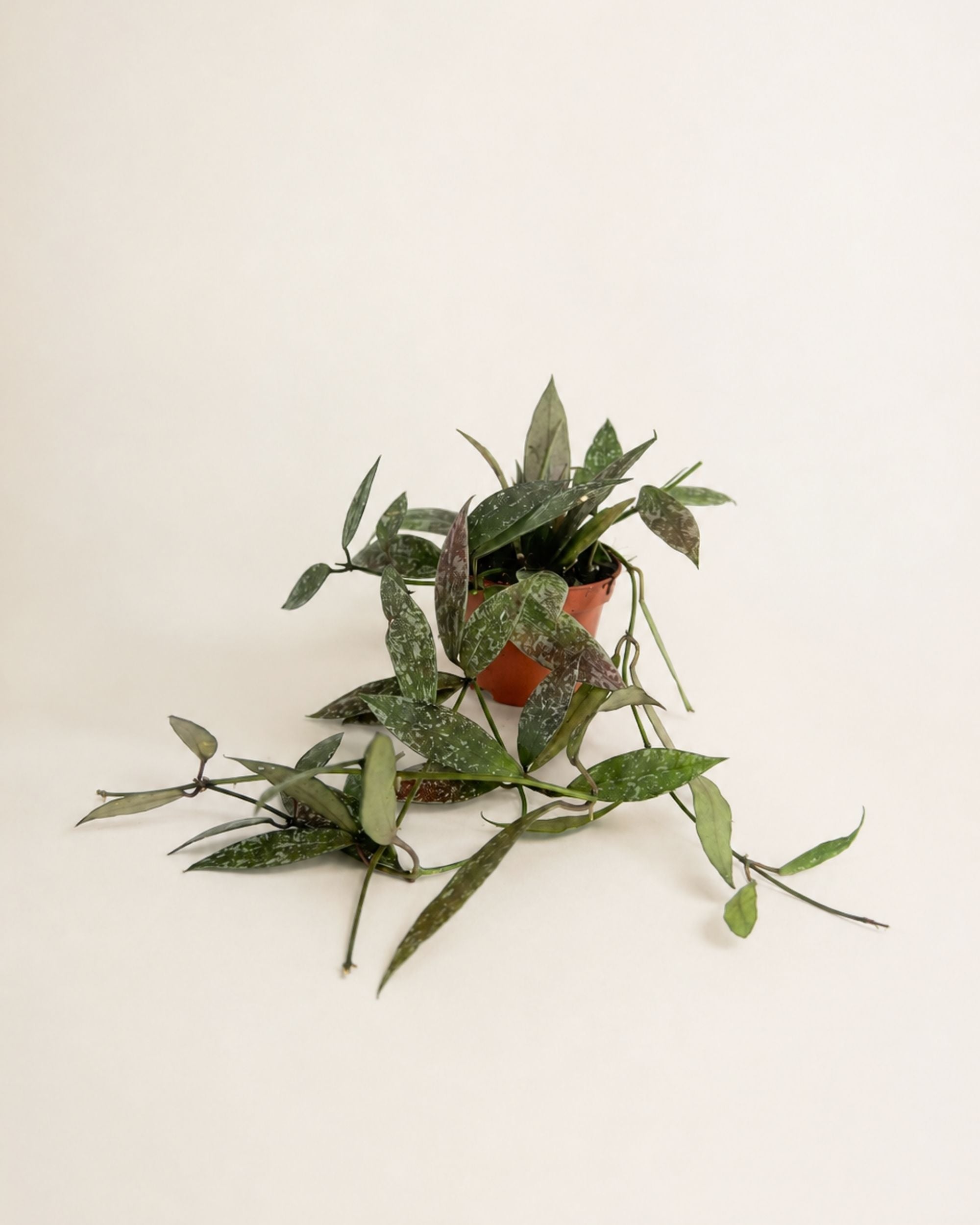 Hoya Lacunos sp Laos
