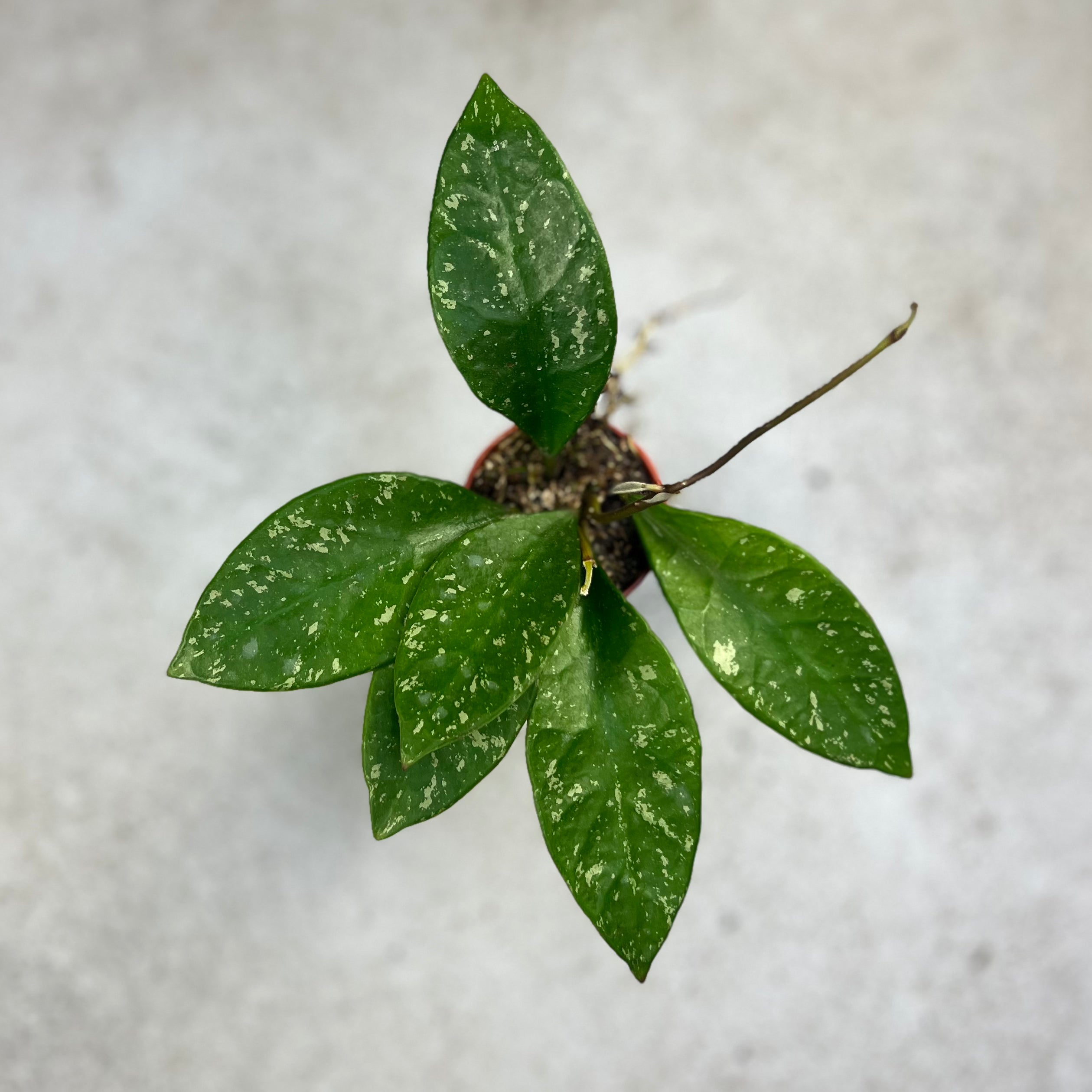 Hoya Rundumensis Splash - Downtown Plant Club