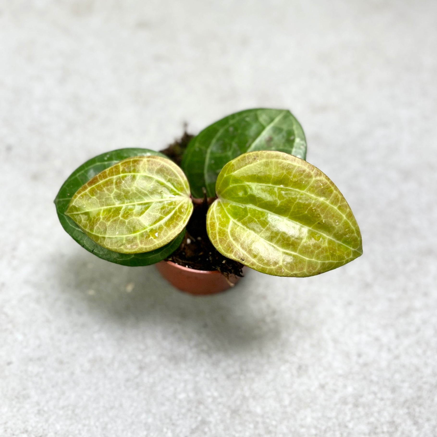 Hoya Latifolia Sarawak Cream - Downtown Plant Club