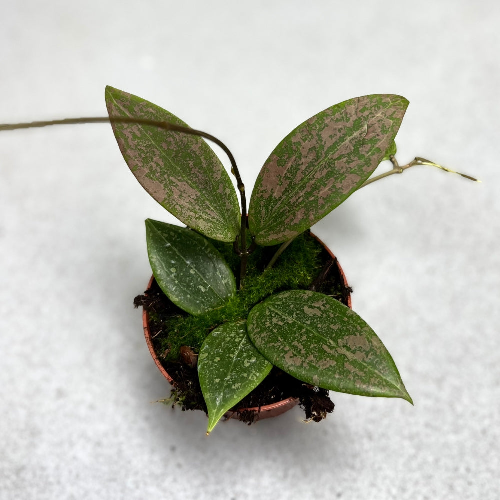 Hoya Wibergae - Downtown Plant Club