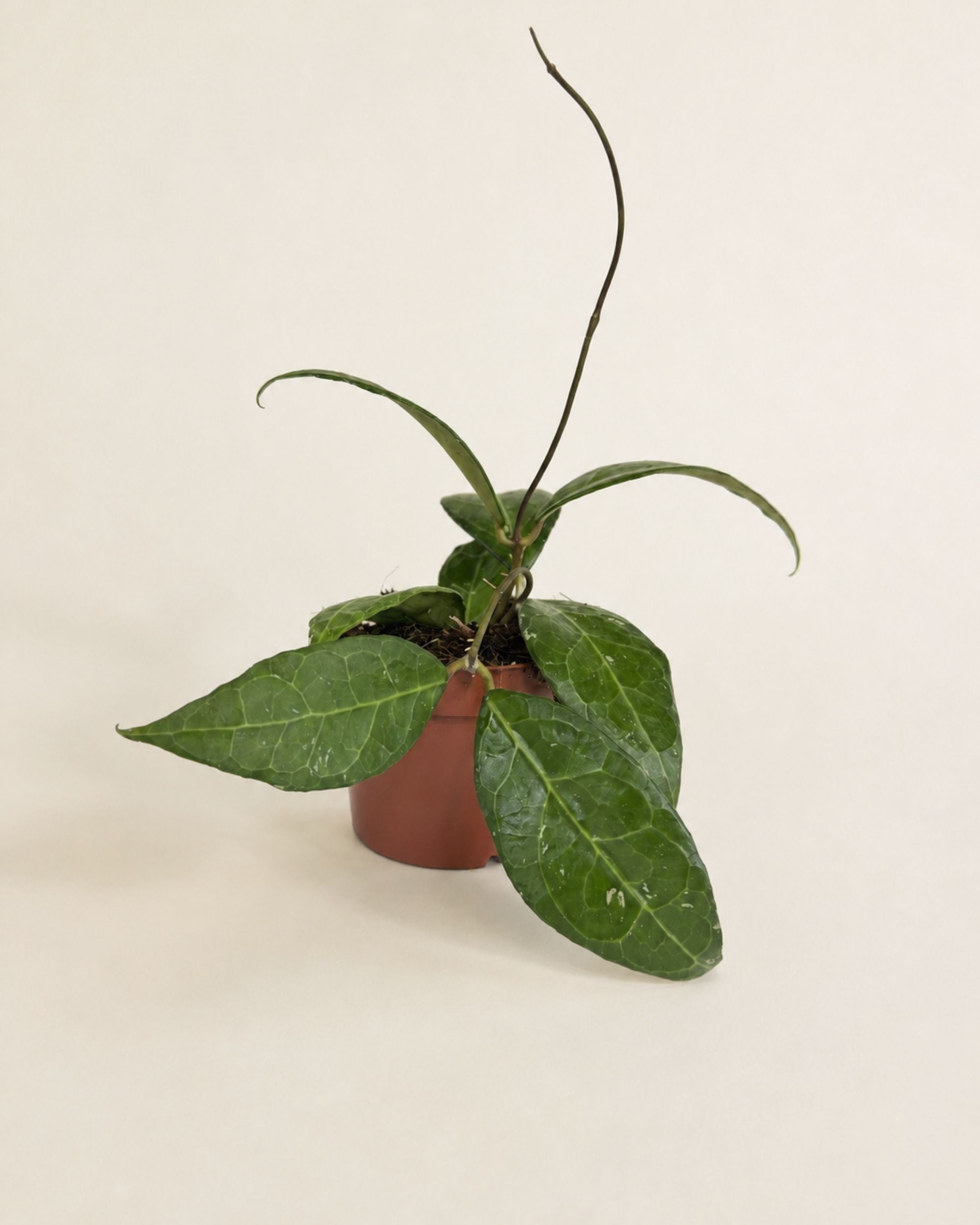 Hoya Verticillata Lampung
