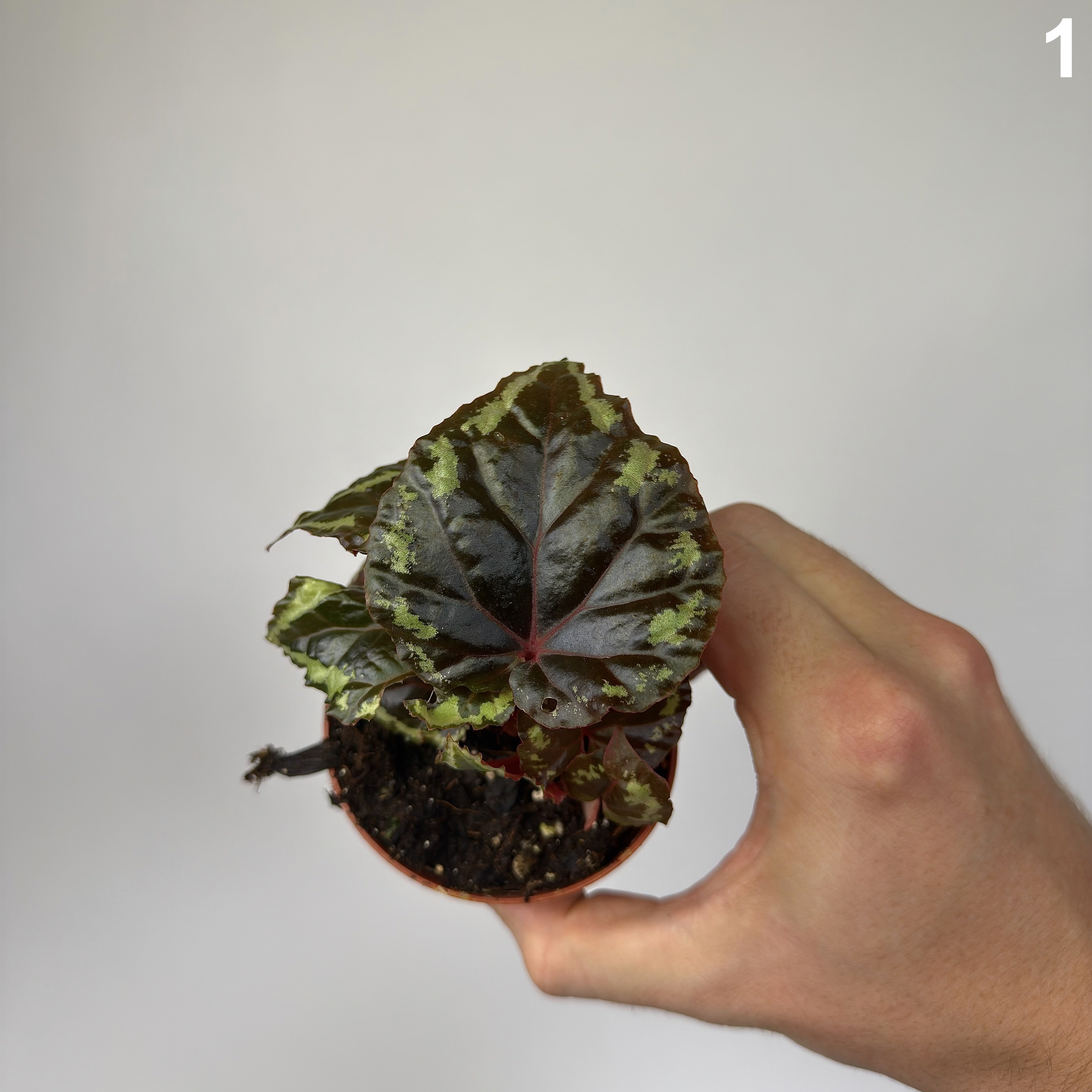 Begonia Ignita WW