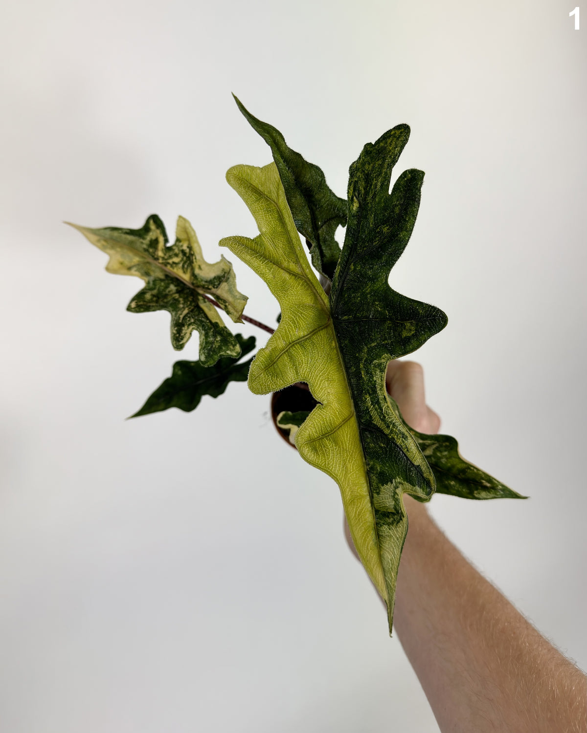 Alocasia Jacklyn Aurea Variegata WW