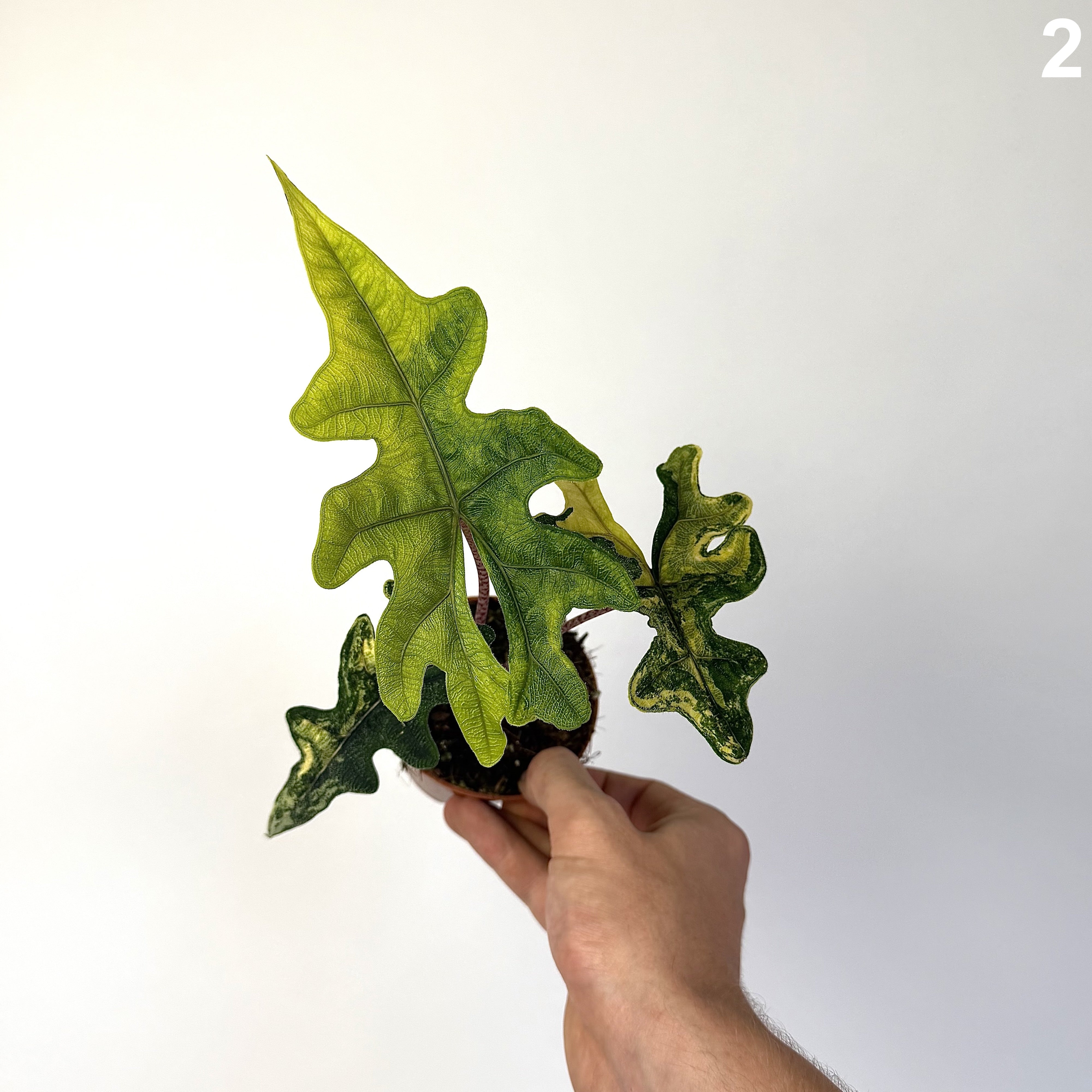 Alocasia Jacklyn Aurea WW