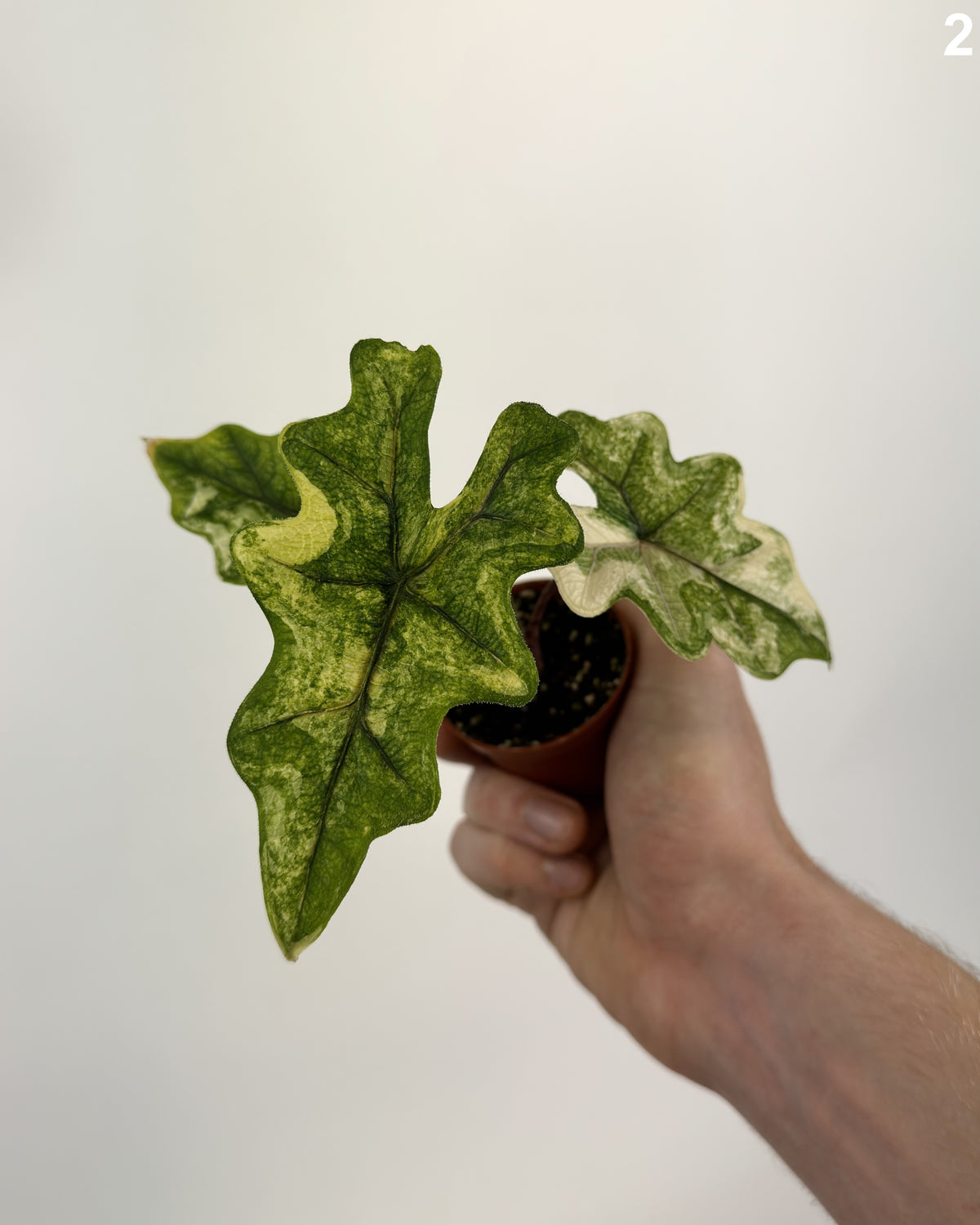 Alocasia Jacklyn Aurea Variegata Wide Form WW