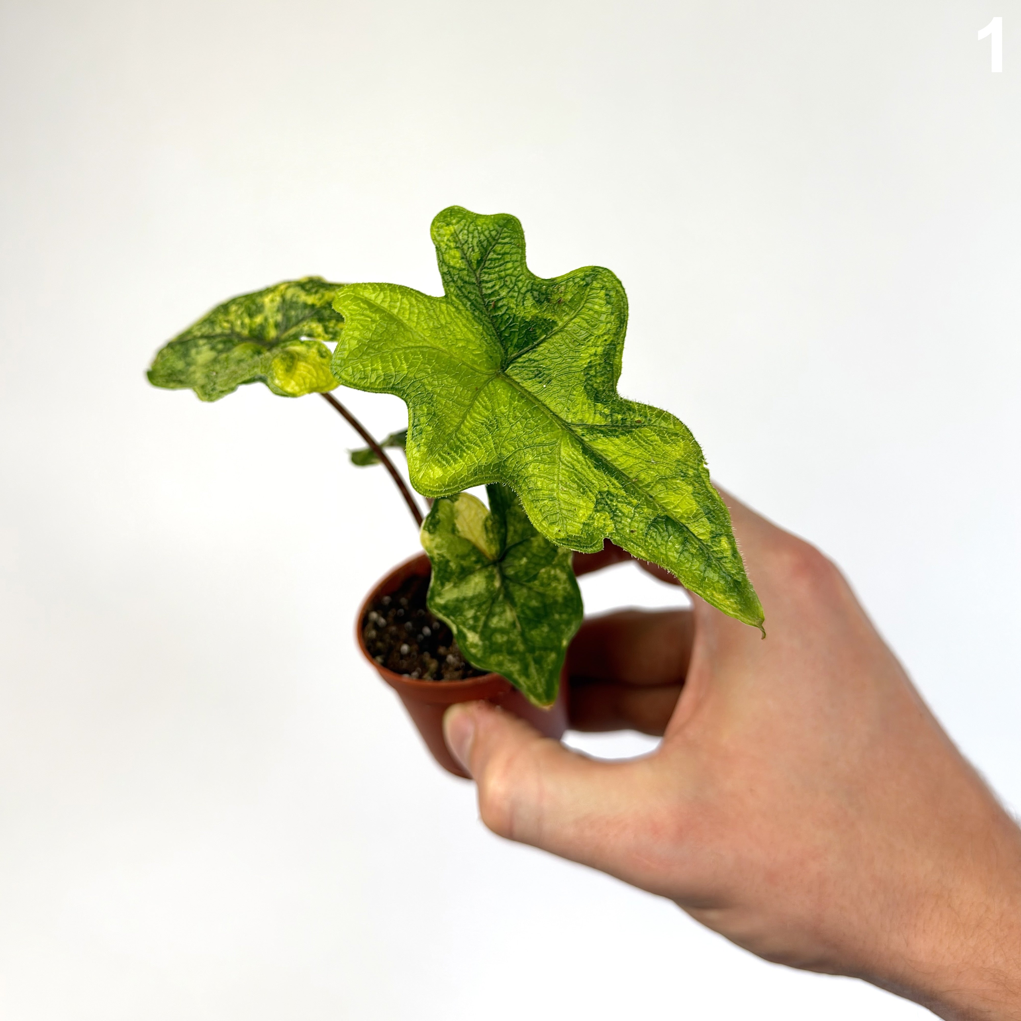 Alocasia Jacklyn Wide Form WW