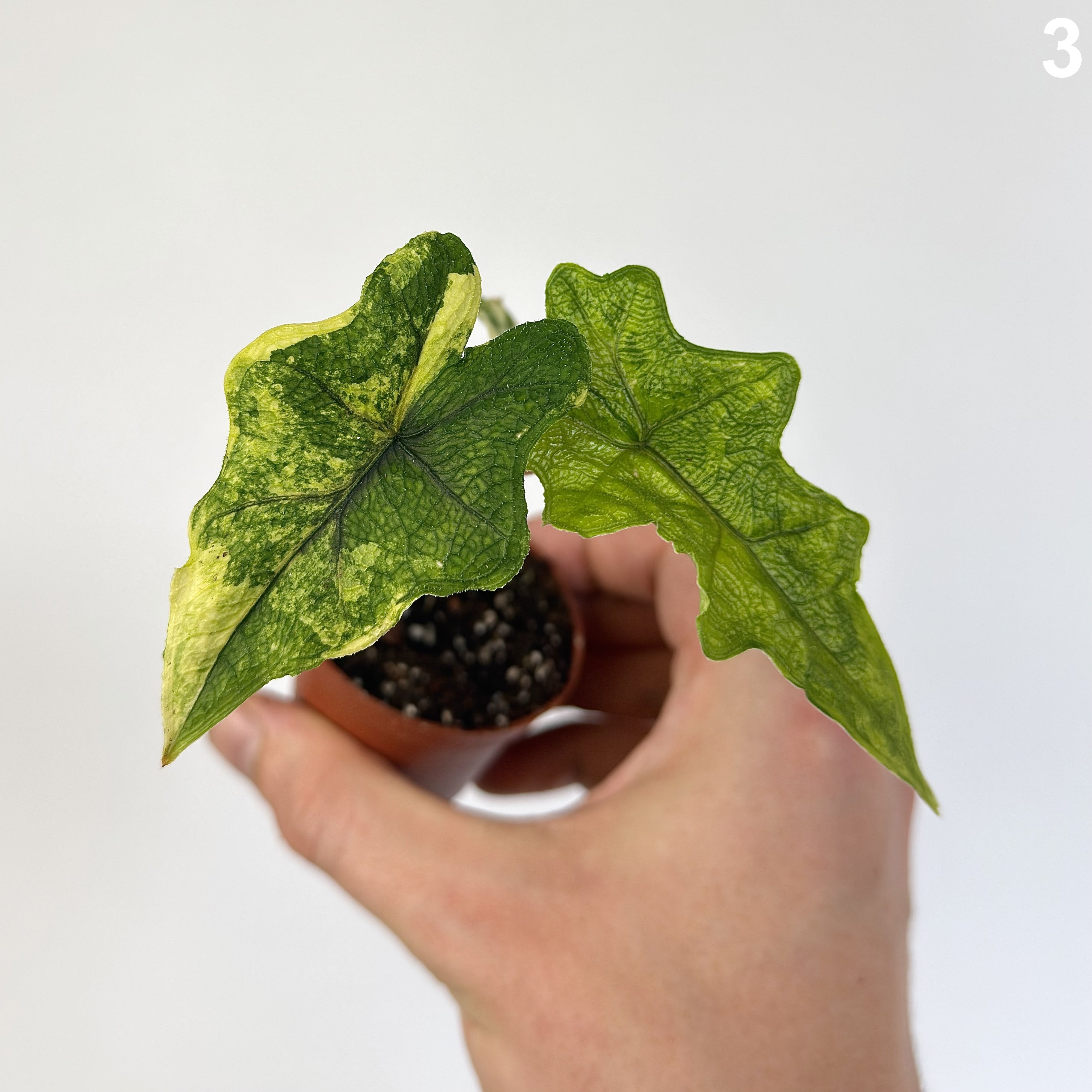 Alocasia Jacklyn Wide Form WW
