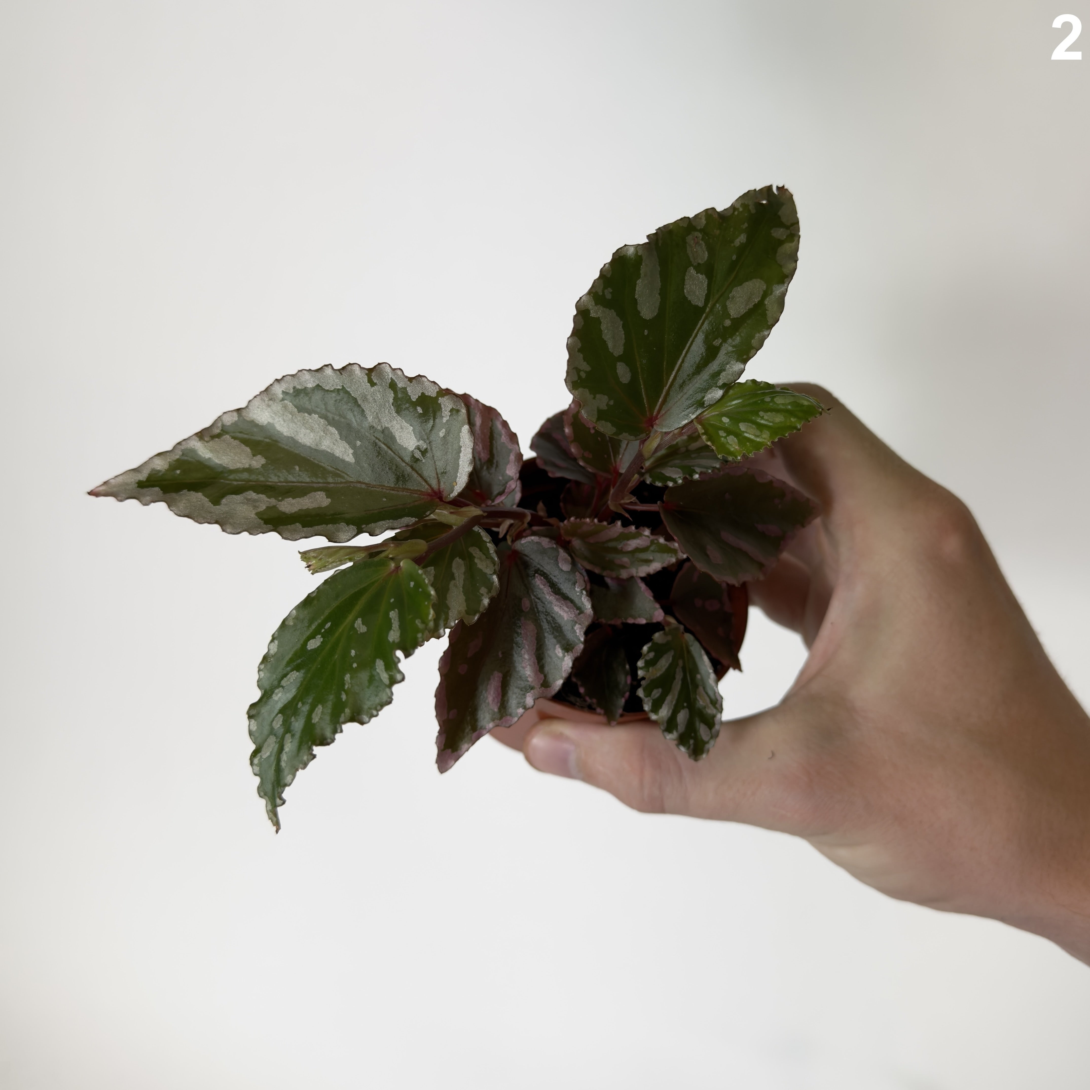 Begonia Julau