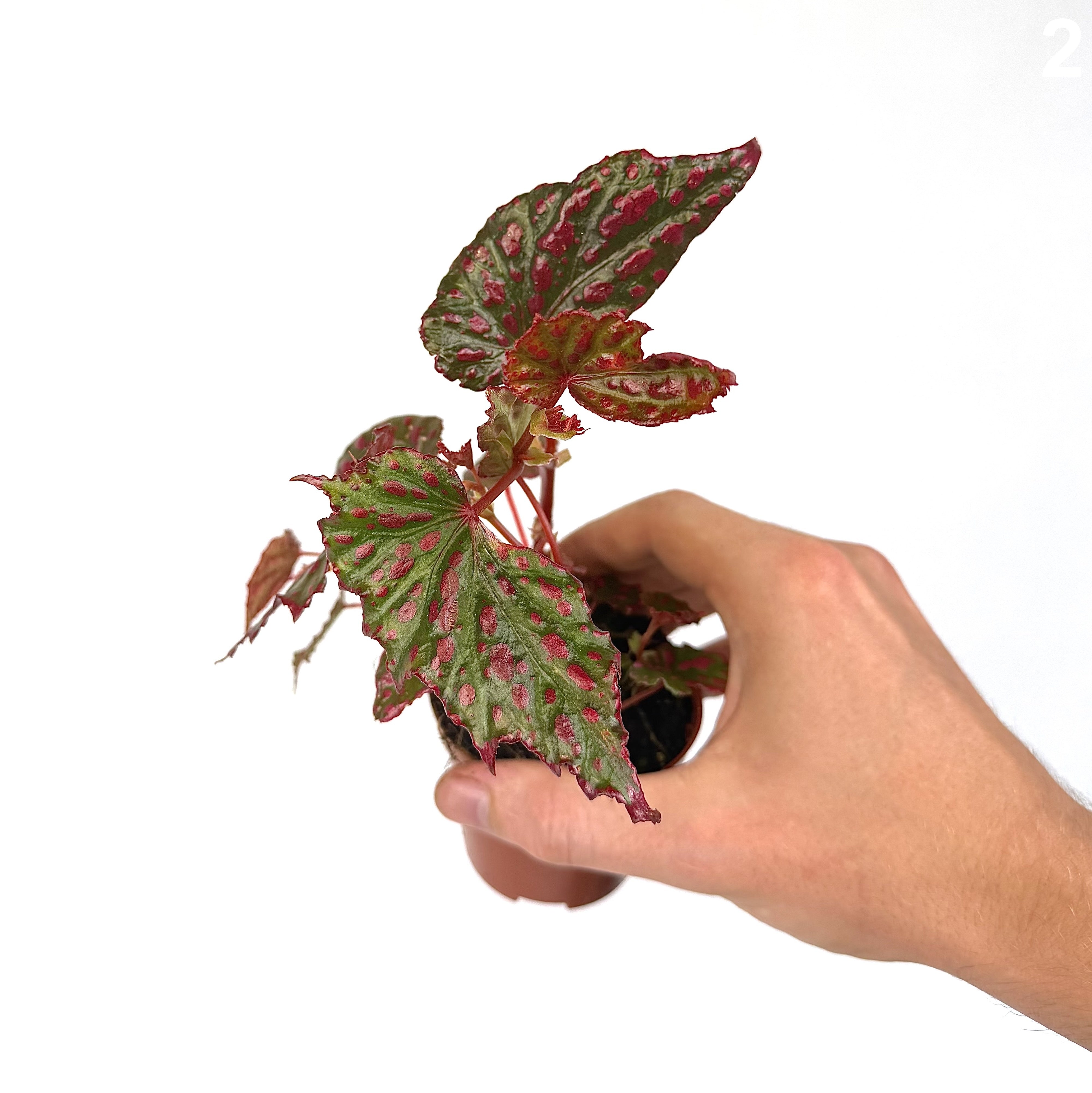 Begonia Pink Lady WW