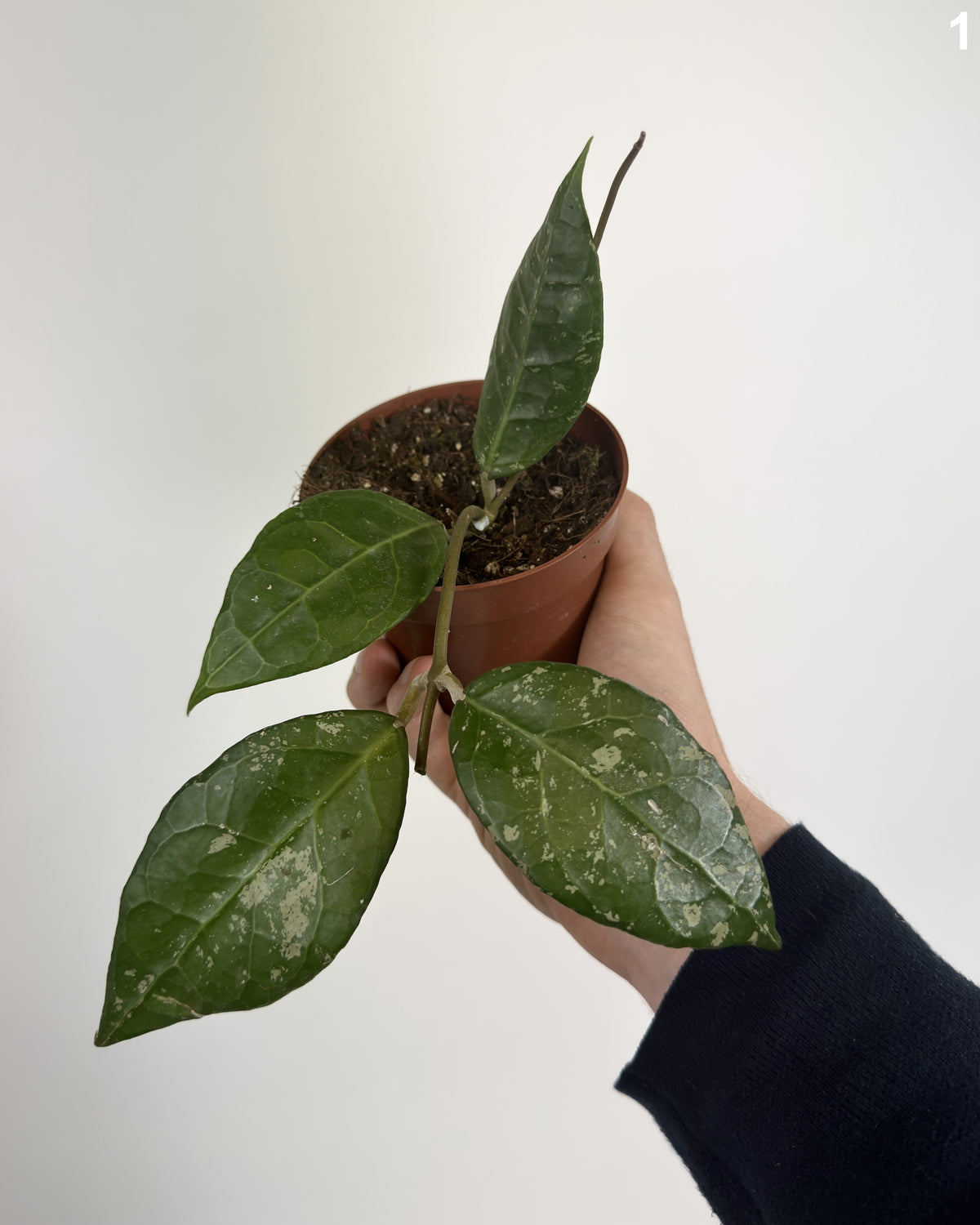 Hoya Verticillata Lampung WW