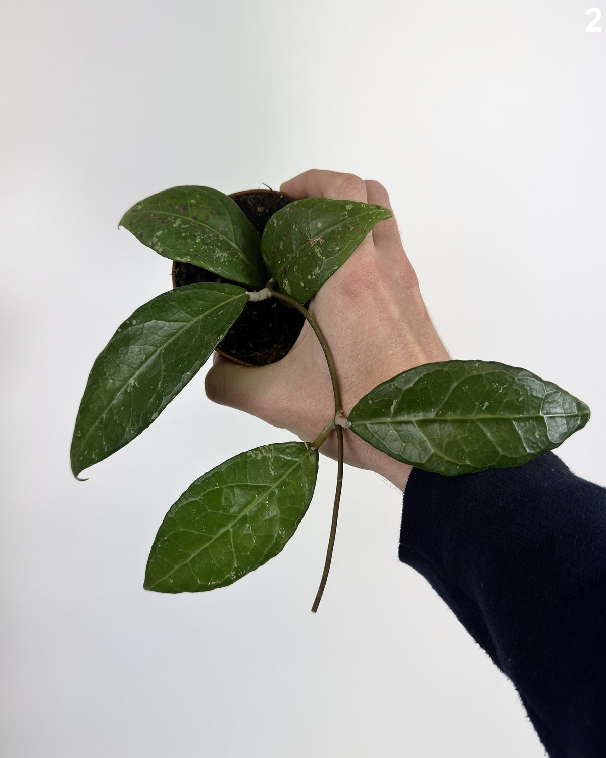 Hoya Verticillata Lampung WW