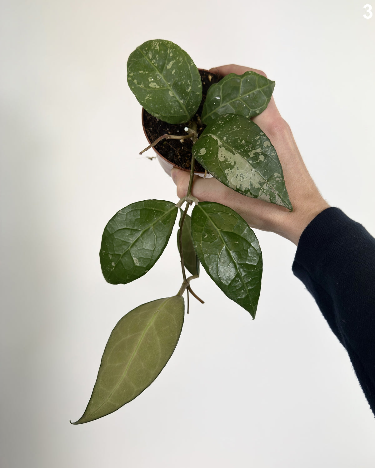 Hoya Verticillata Lampung WW