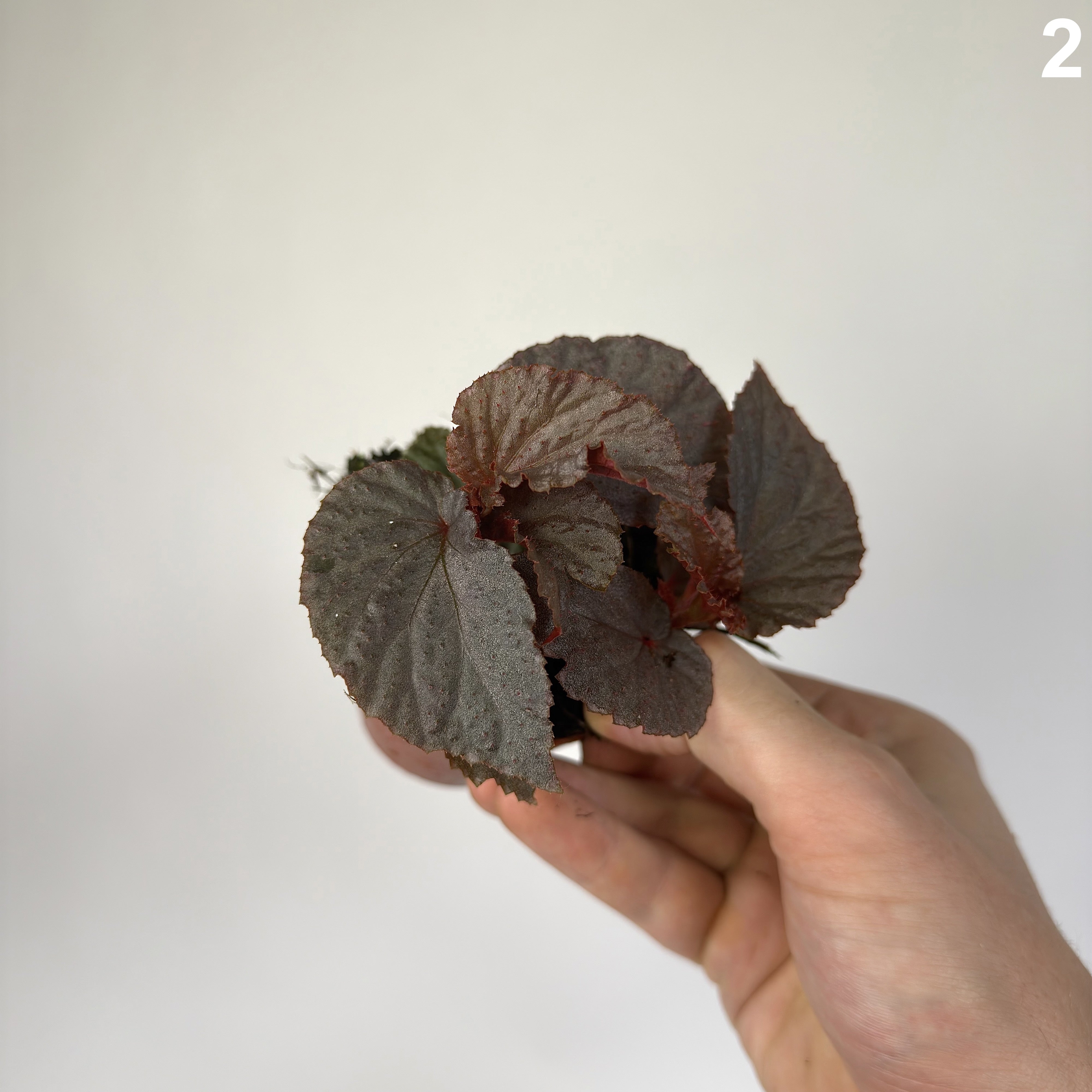 Begonia Lamriana Silver  WW