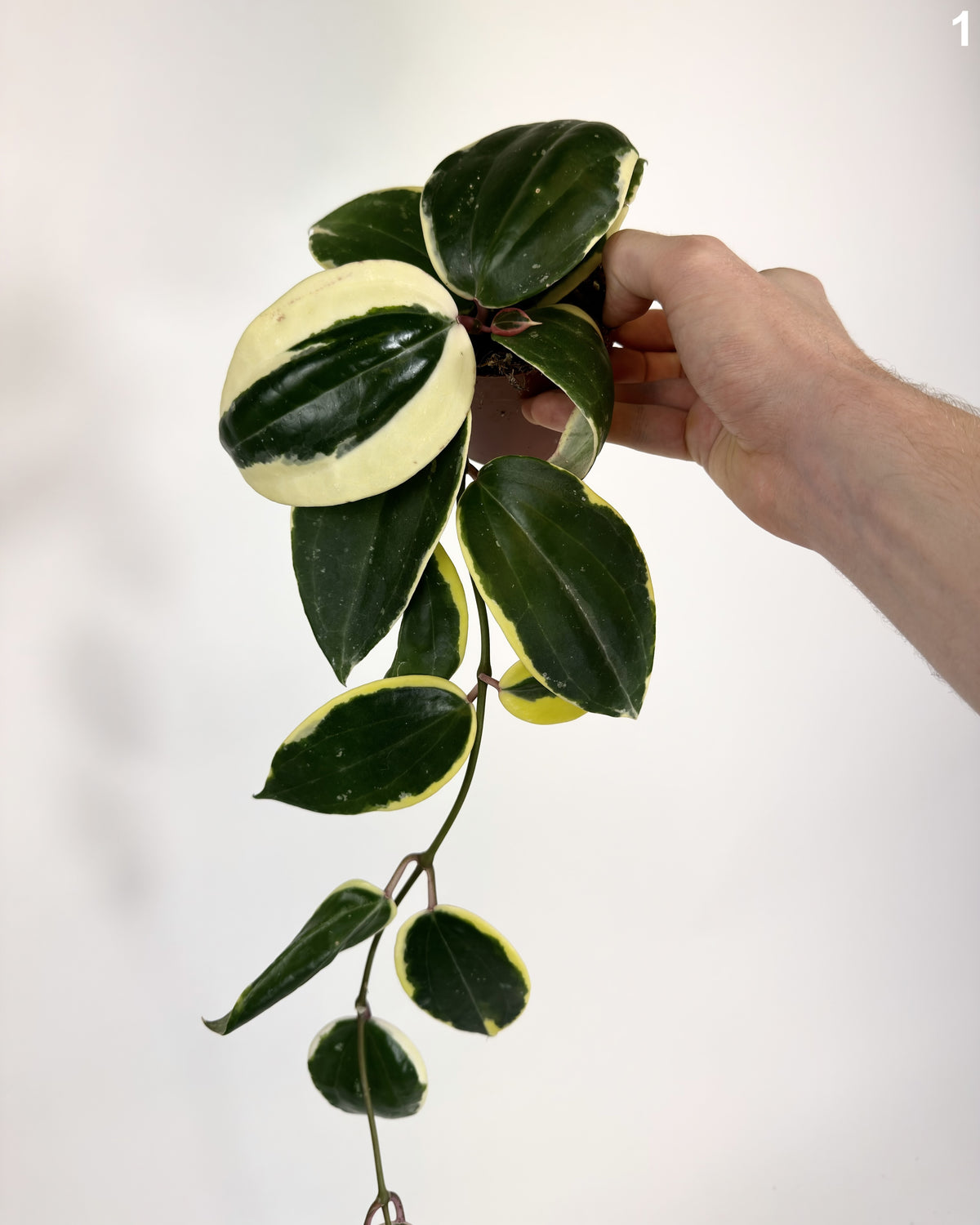 Hoya Latifolia Albomarginata WW