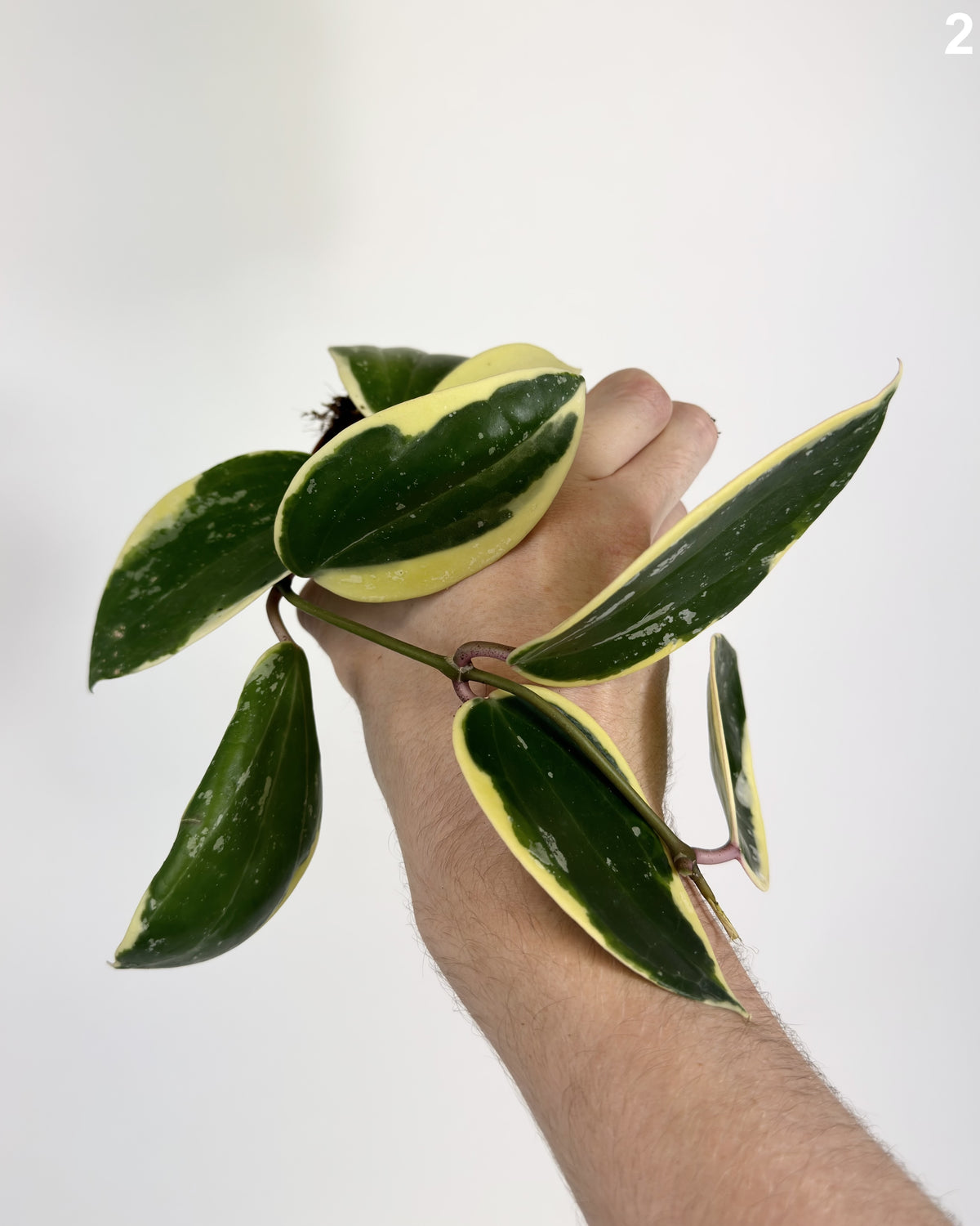 Hoya Latifolia Albomarginata WW