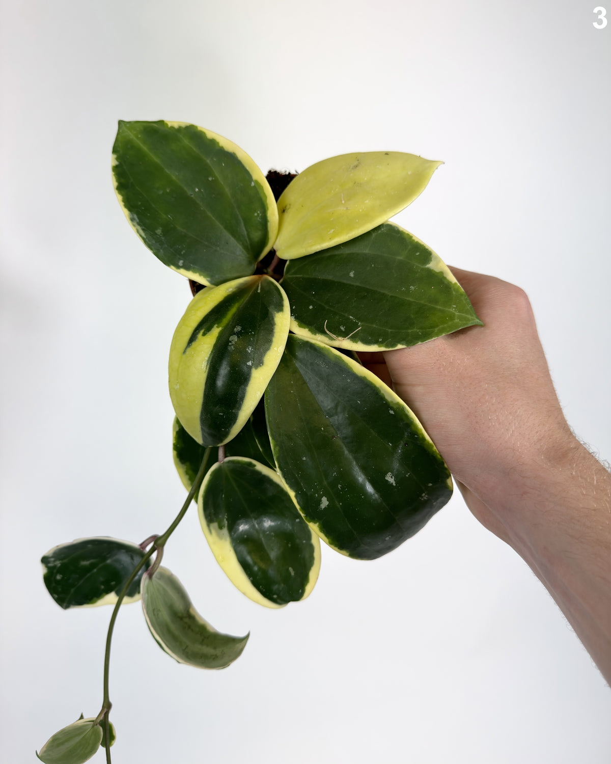 Hoya Latifolia Albomarginata WW