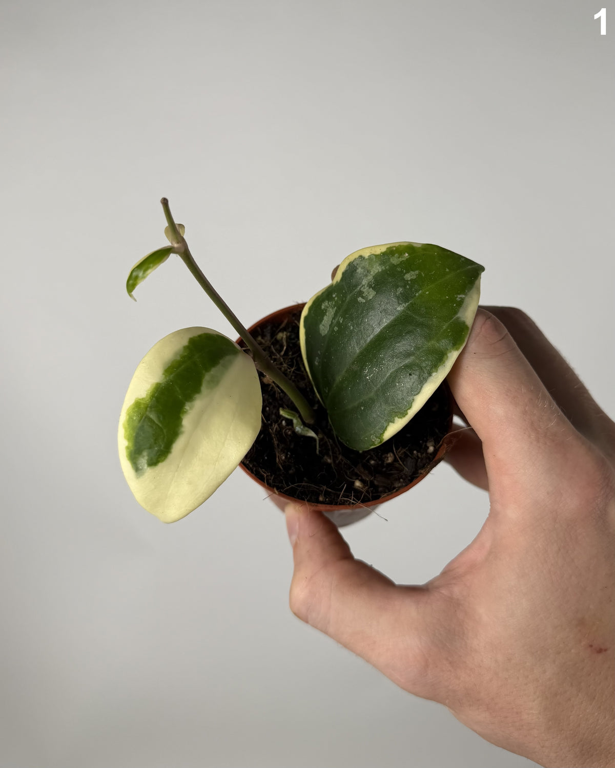 Hoya Latifolia Albomarginata