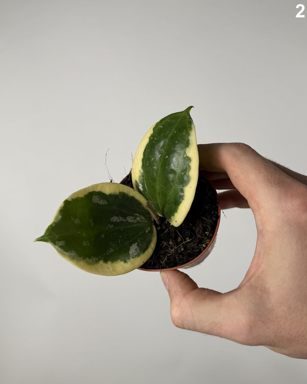 Hoya Latifolia Albomarginata